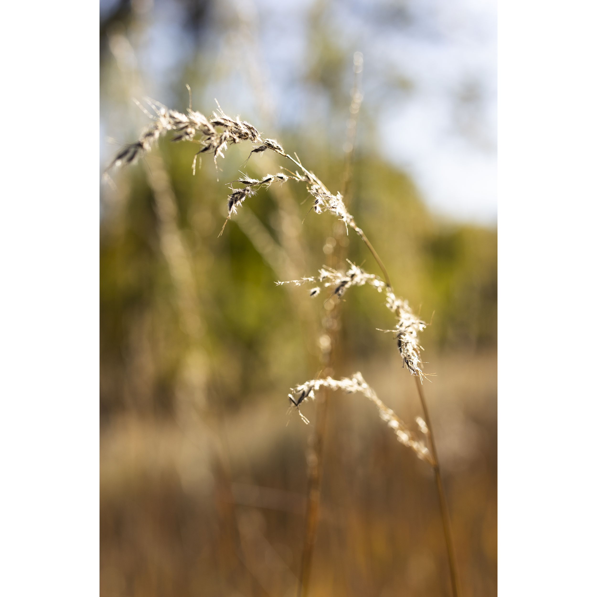 Prairie Grass