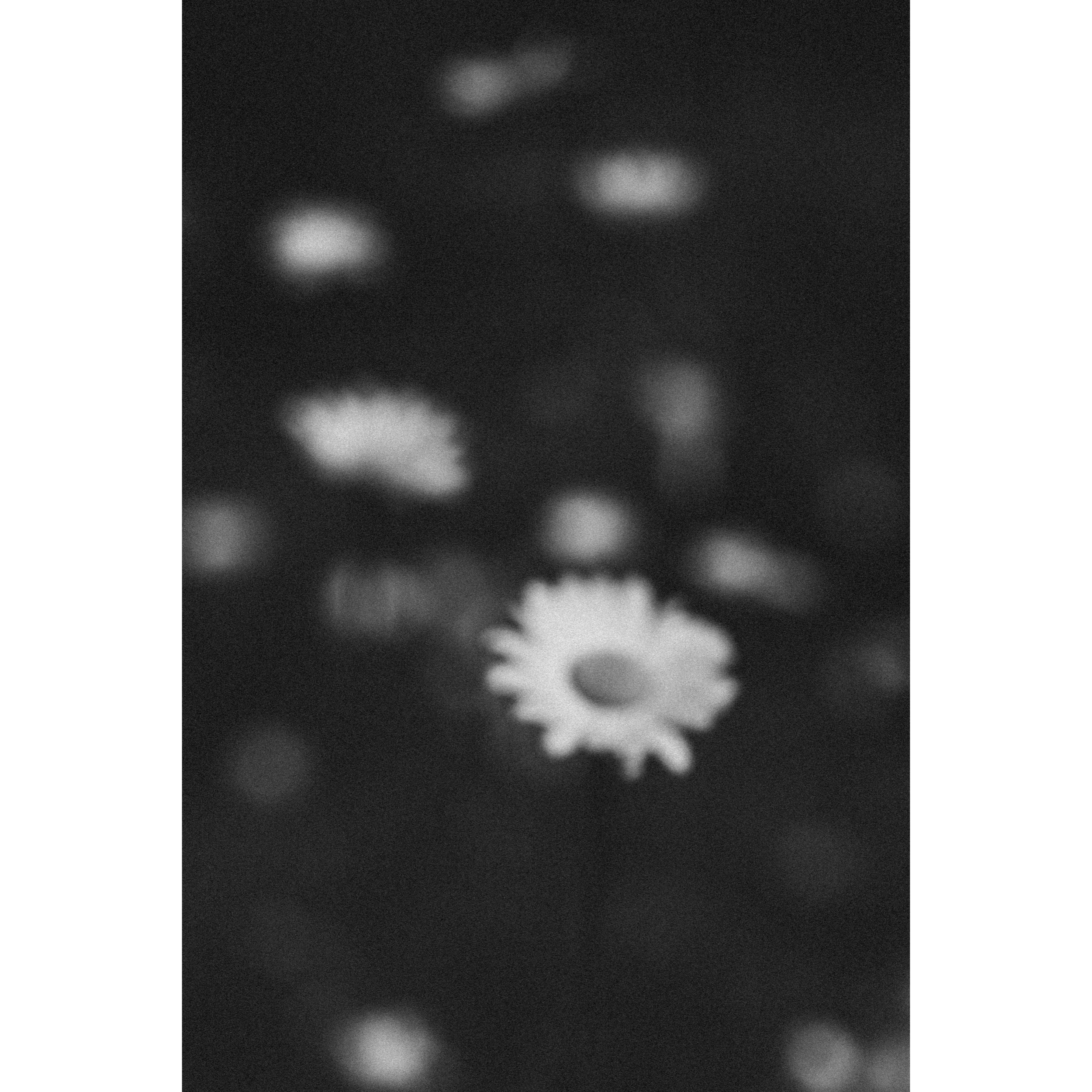 Oxeye Daisies II