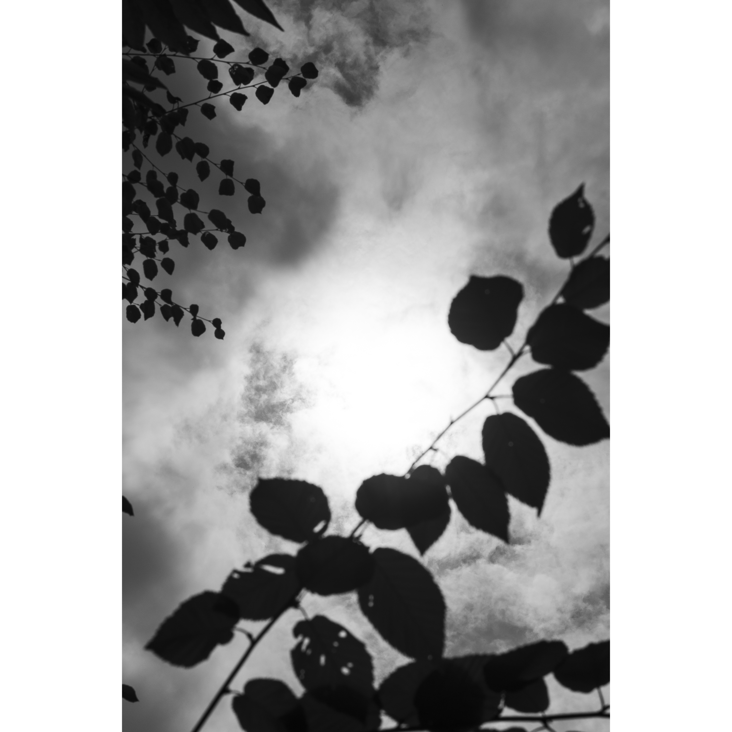 Ravine Silhouettes