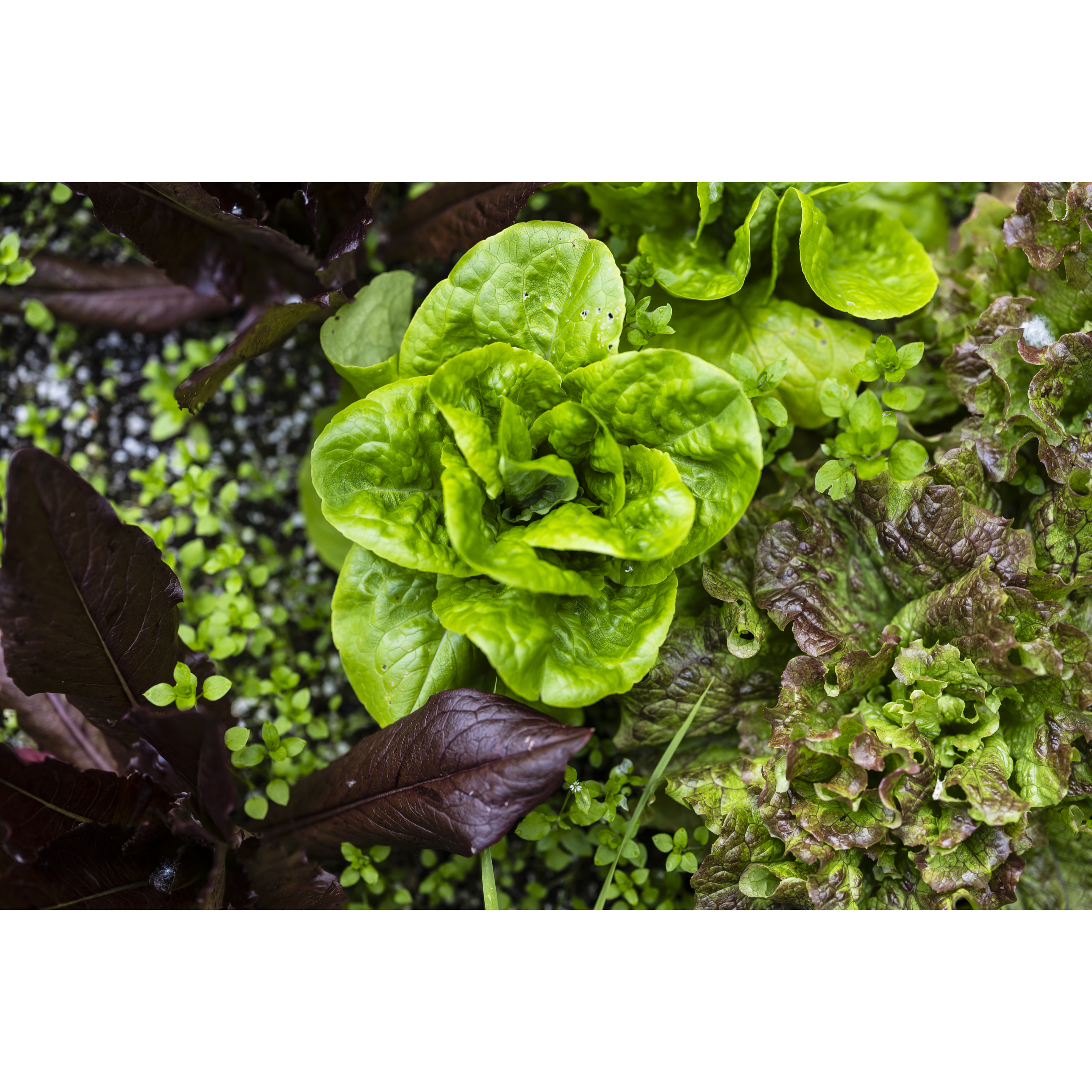 Lettuce