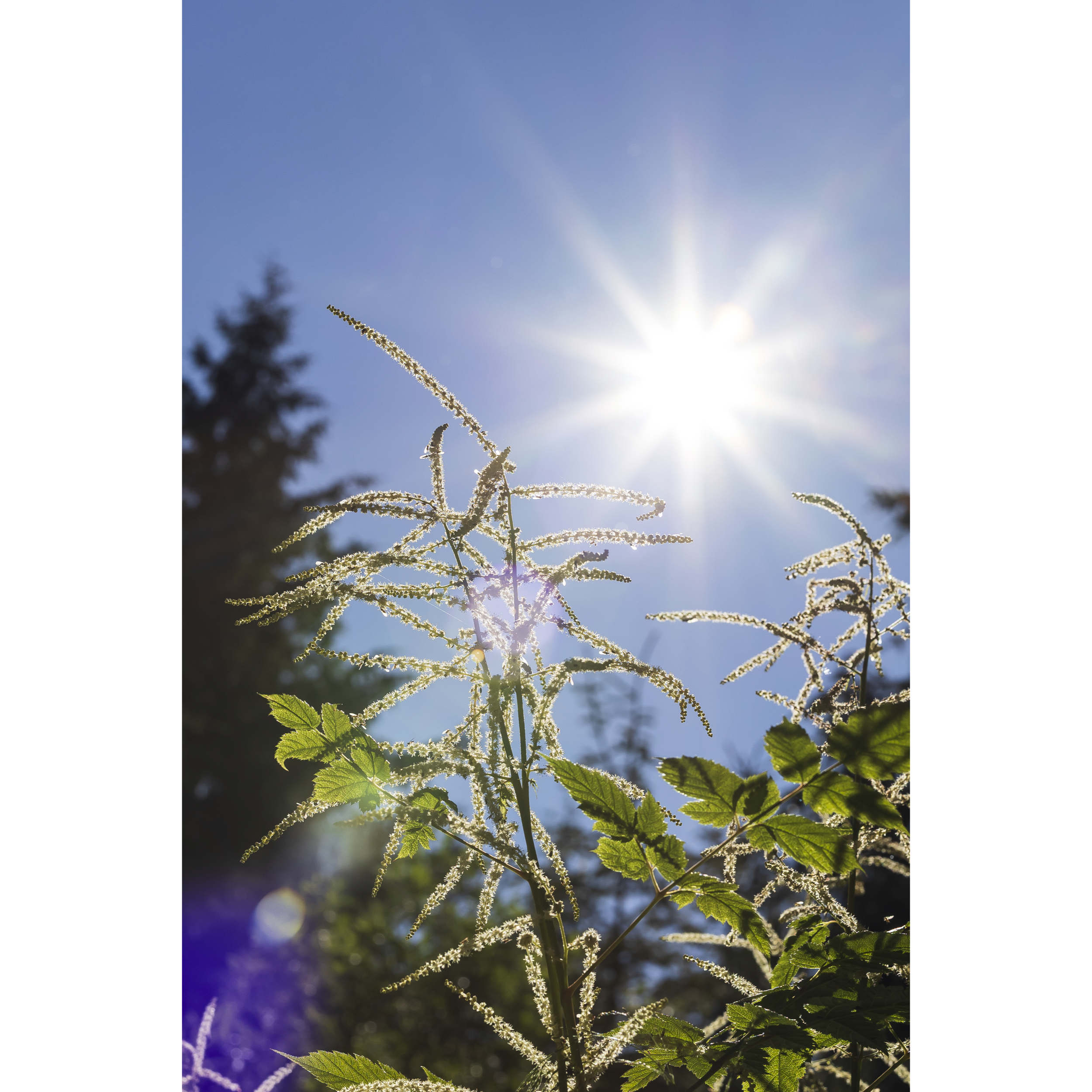 Sun XLIV