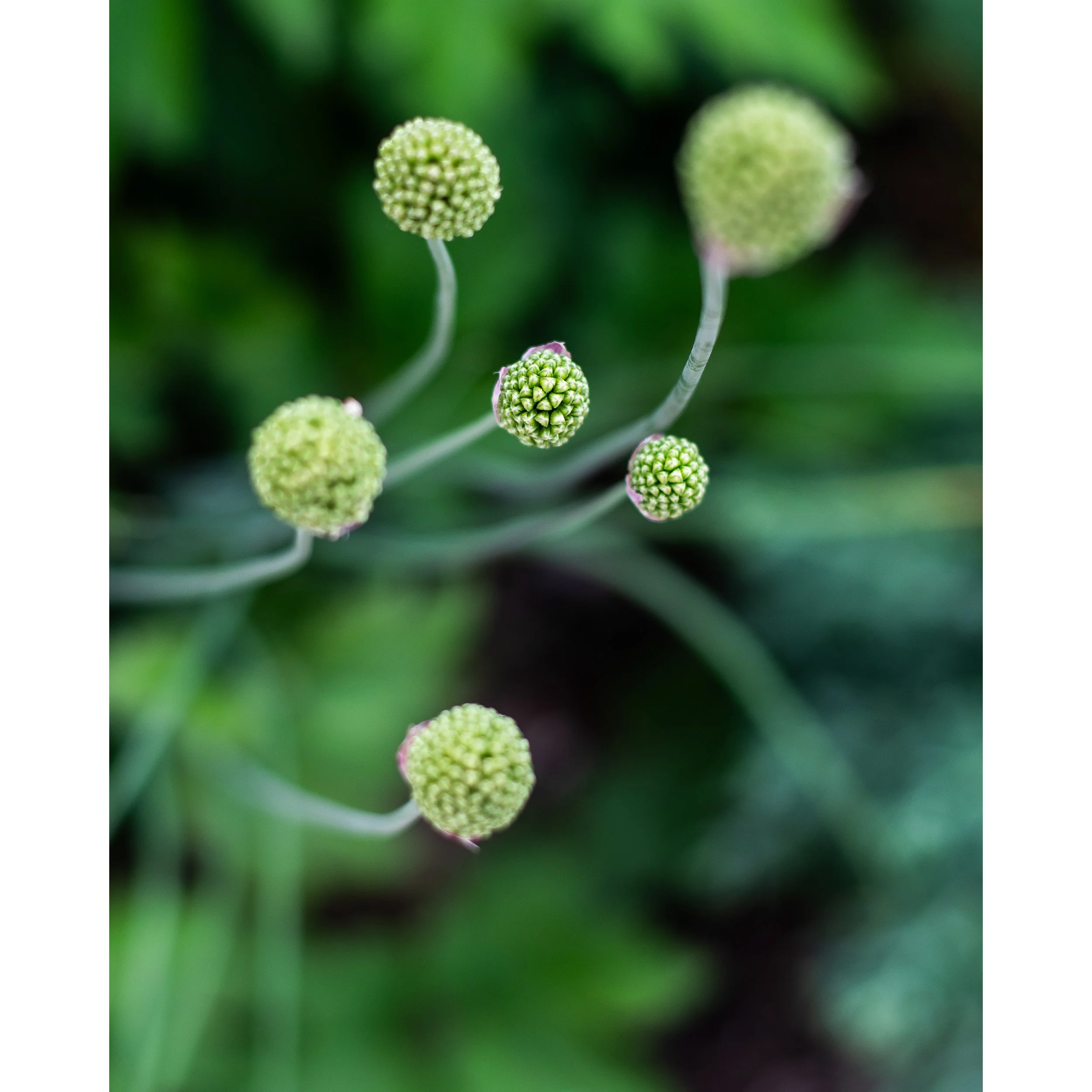 Untitled I