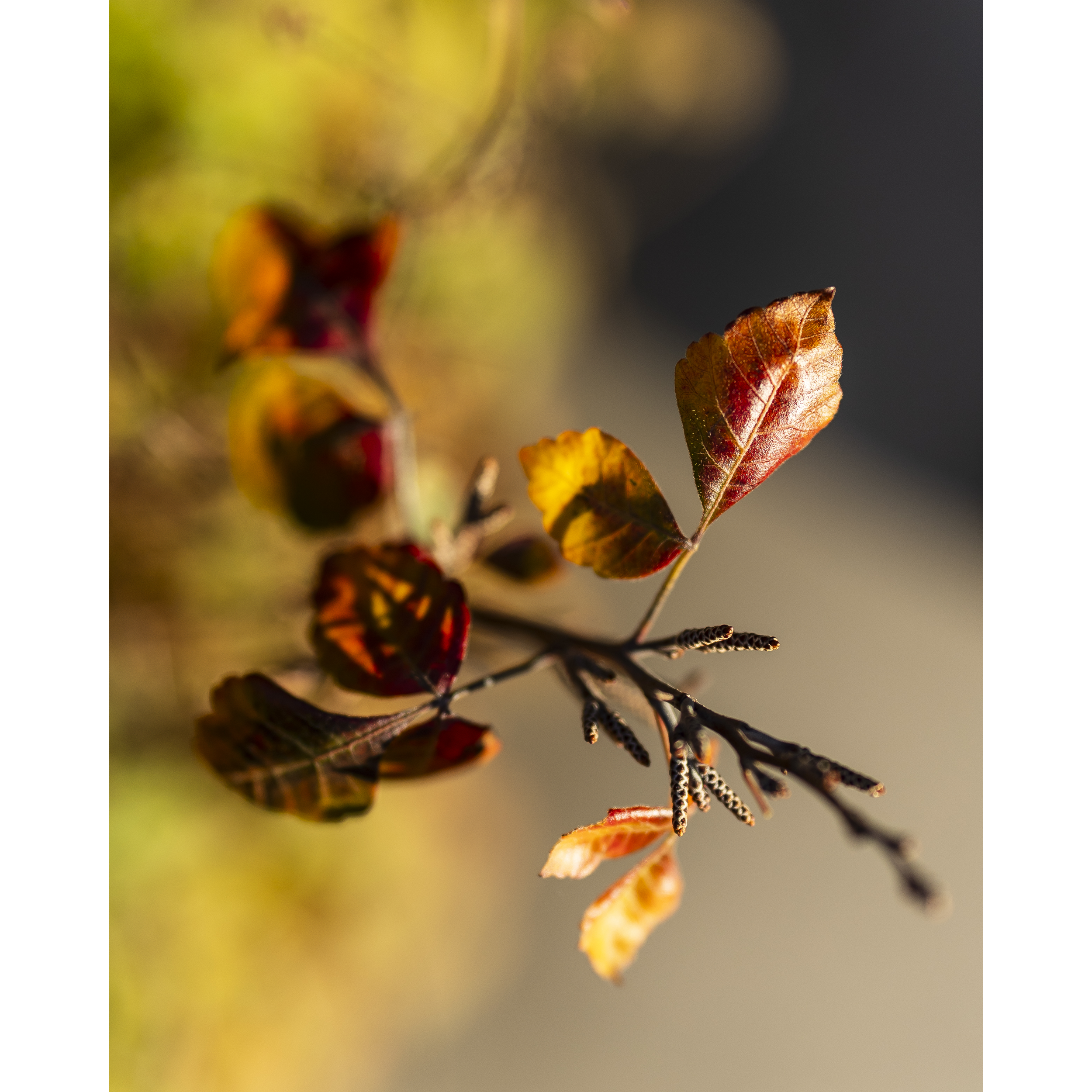 Autumn I