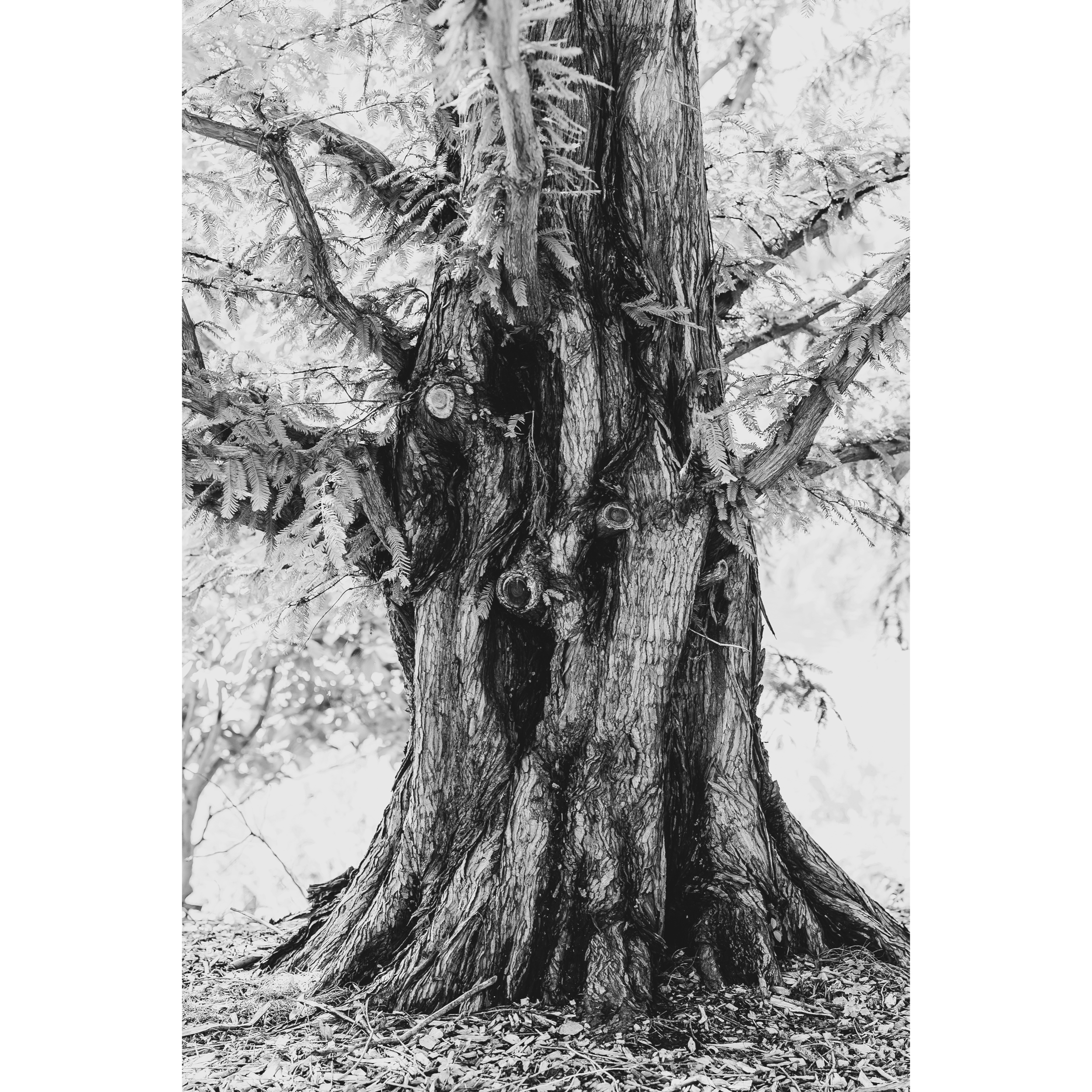 Untitled VIII