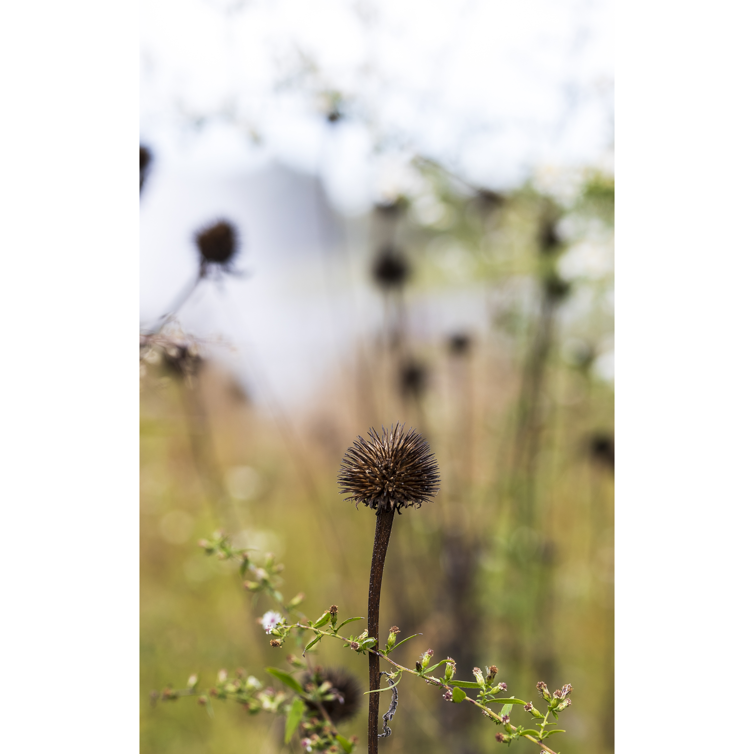 Echinacea
