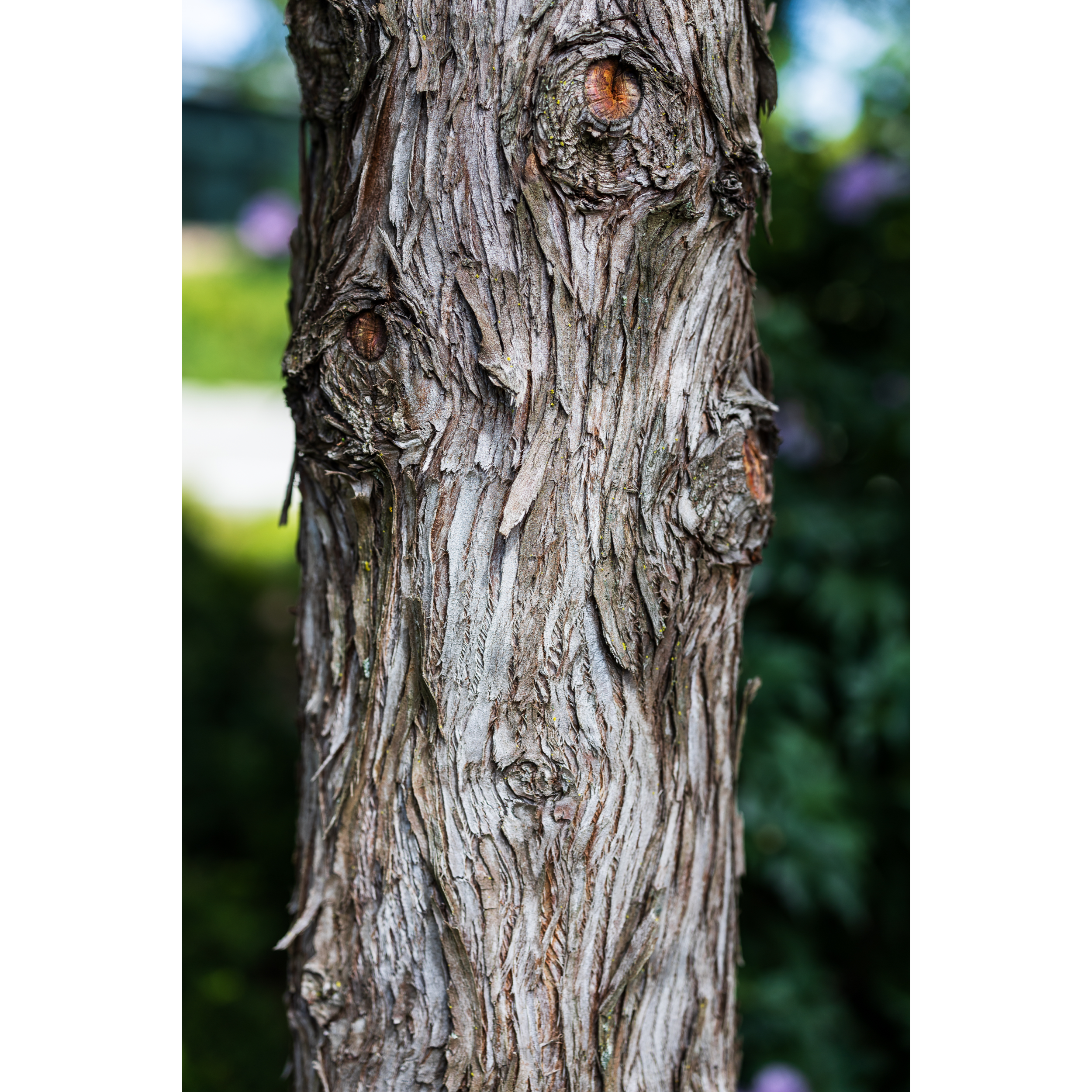 Tree Bark III