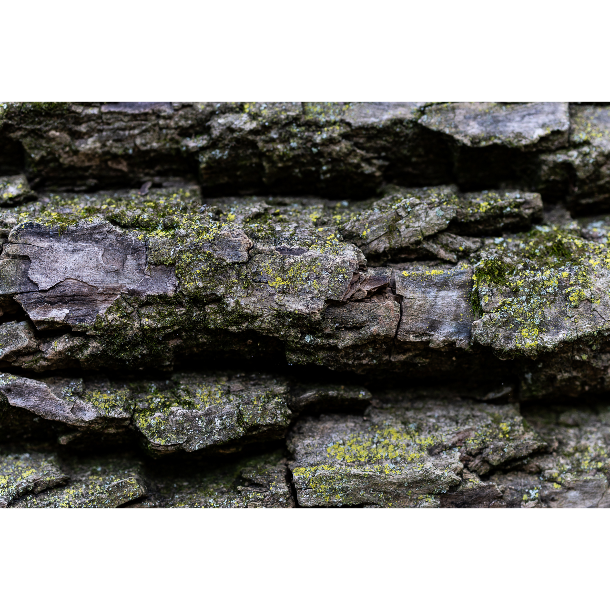 Lichen II