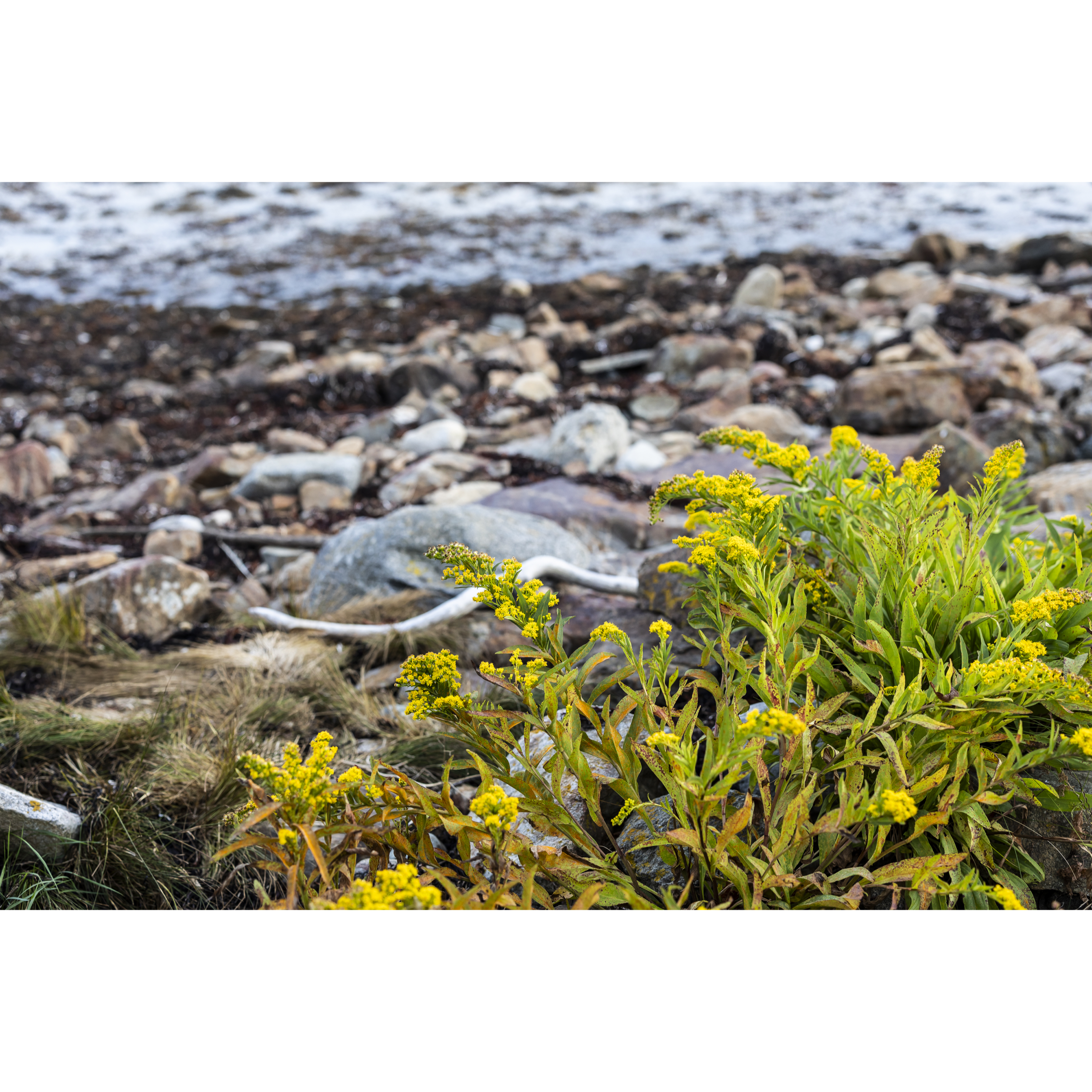 Seaside Goldenrod I