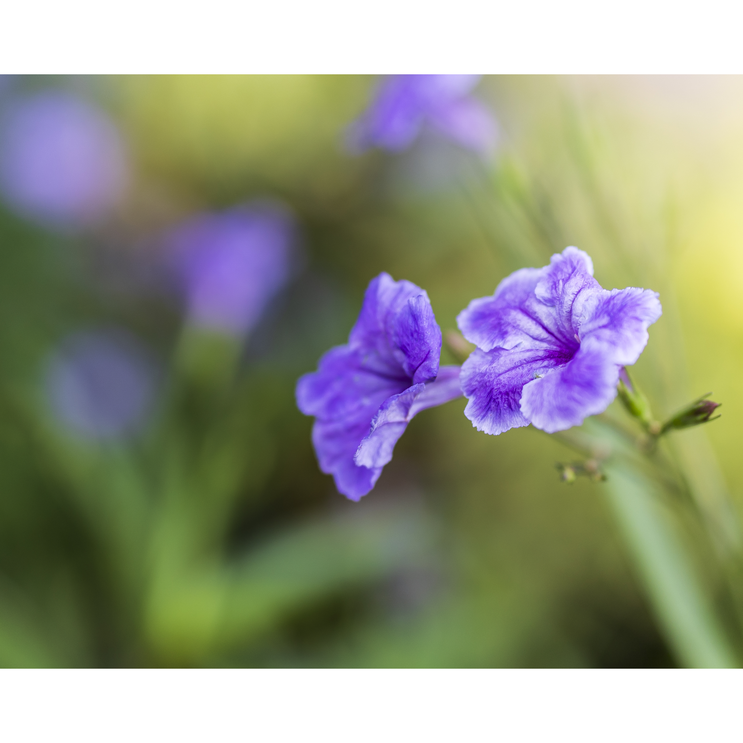Petunia