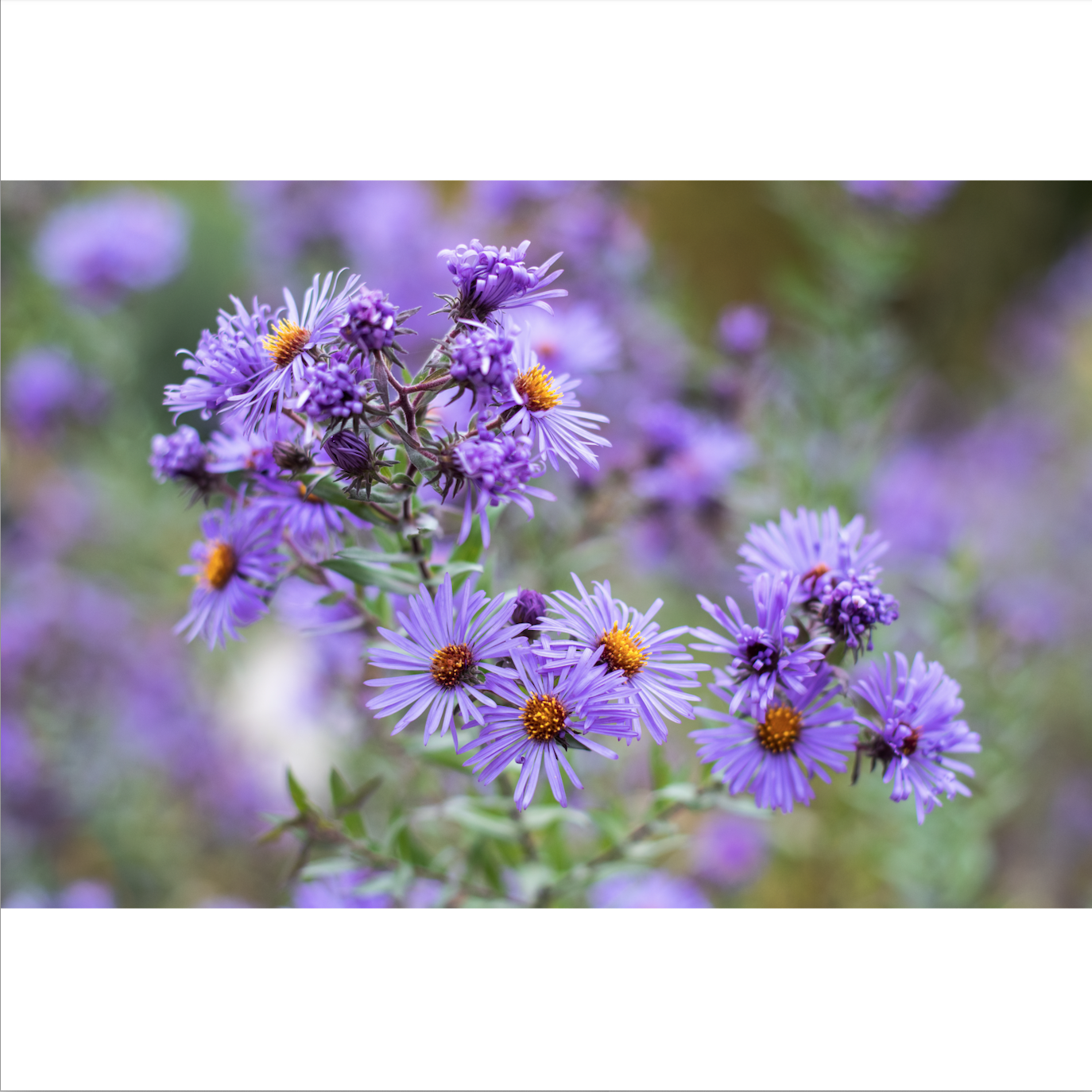 Asters I