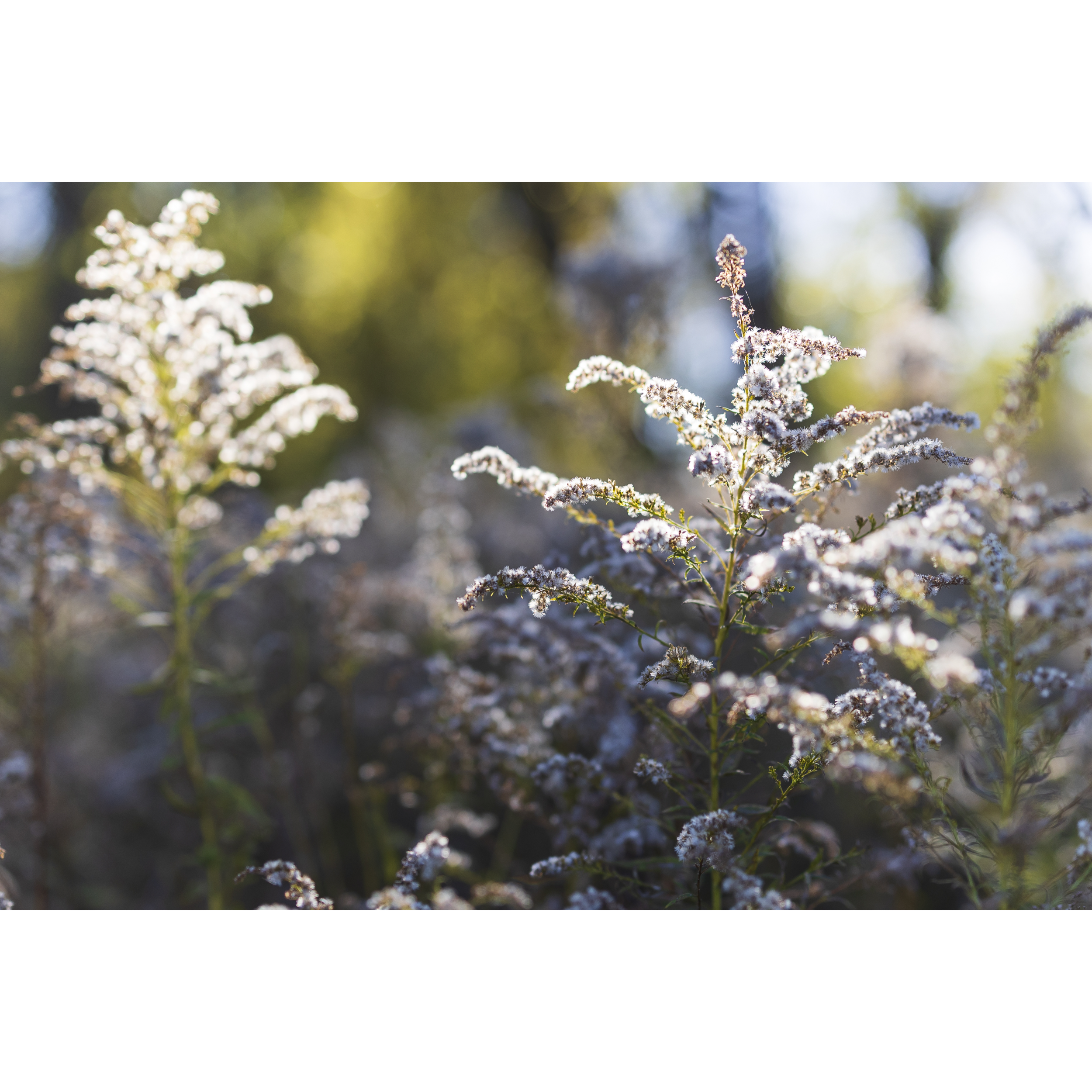 Goldenrod Seed I