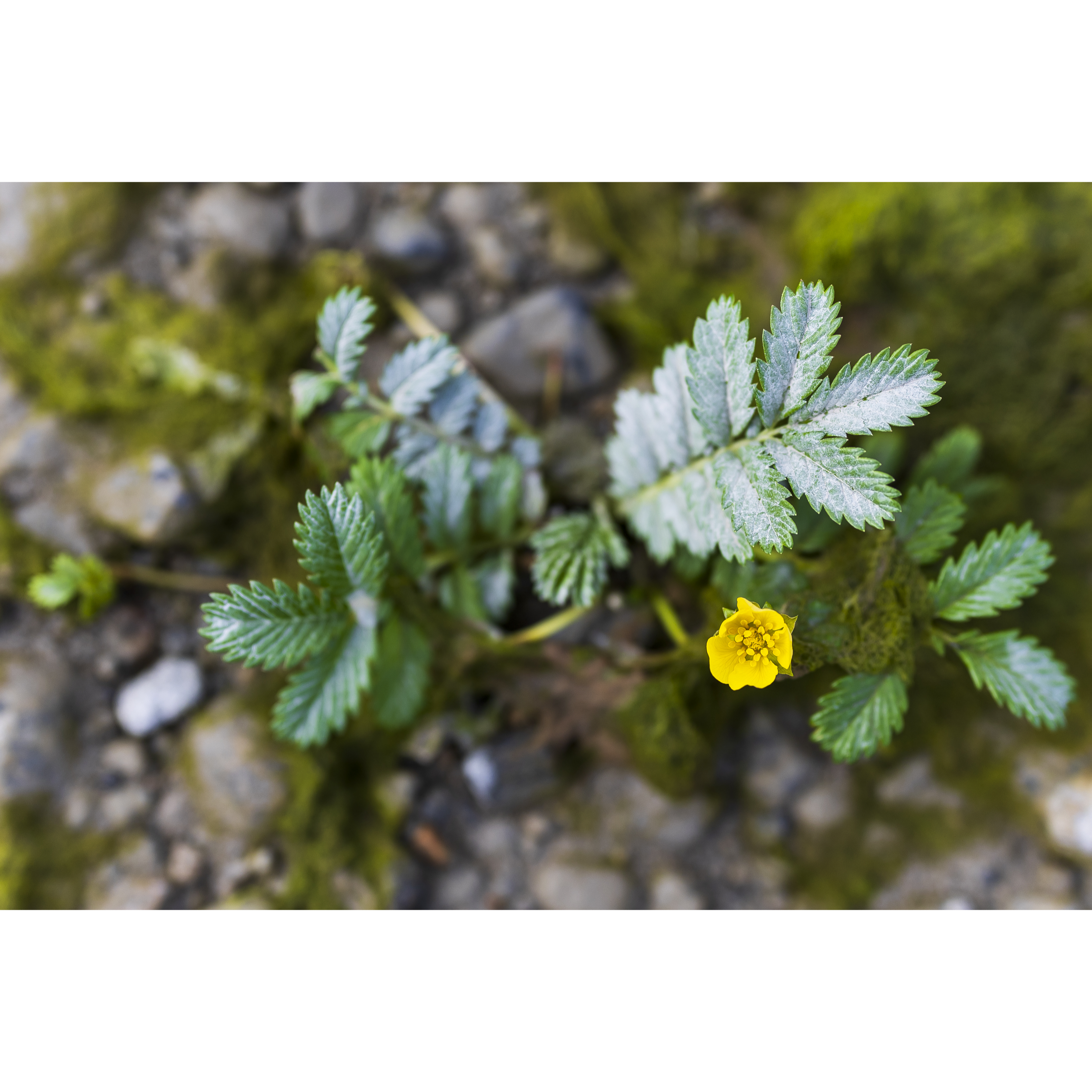 Silverweed