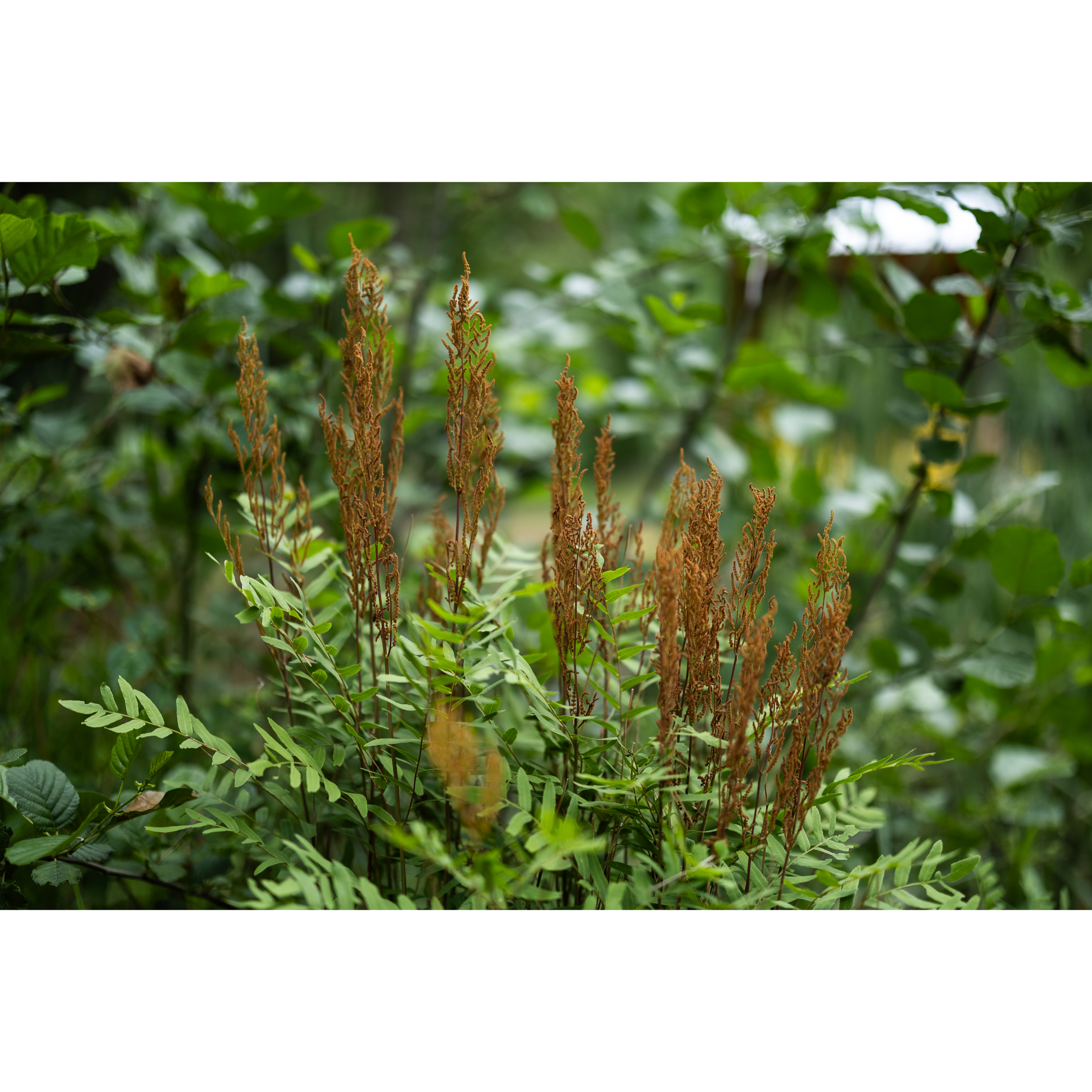 Royal Fern