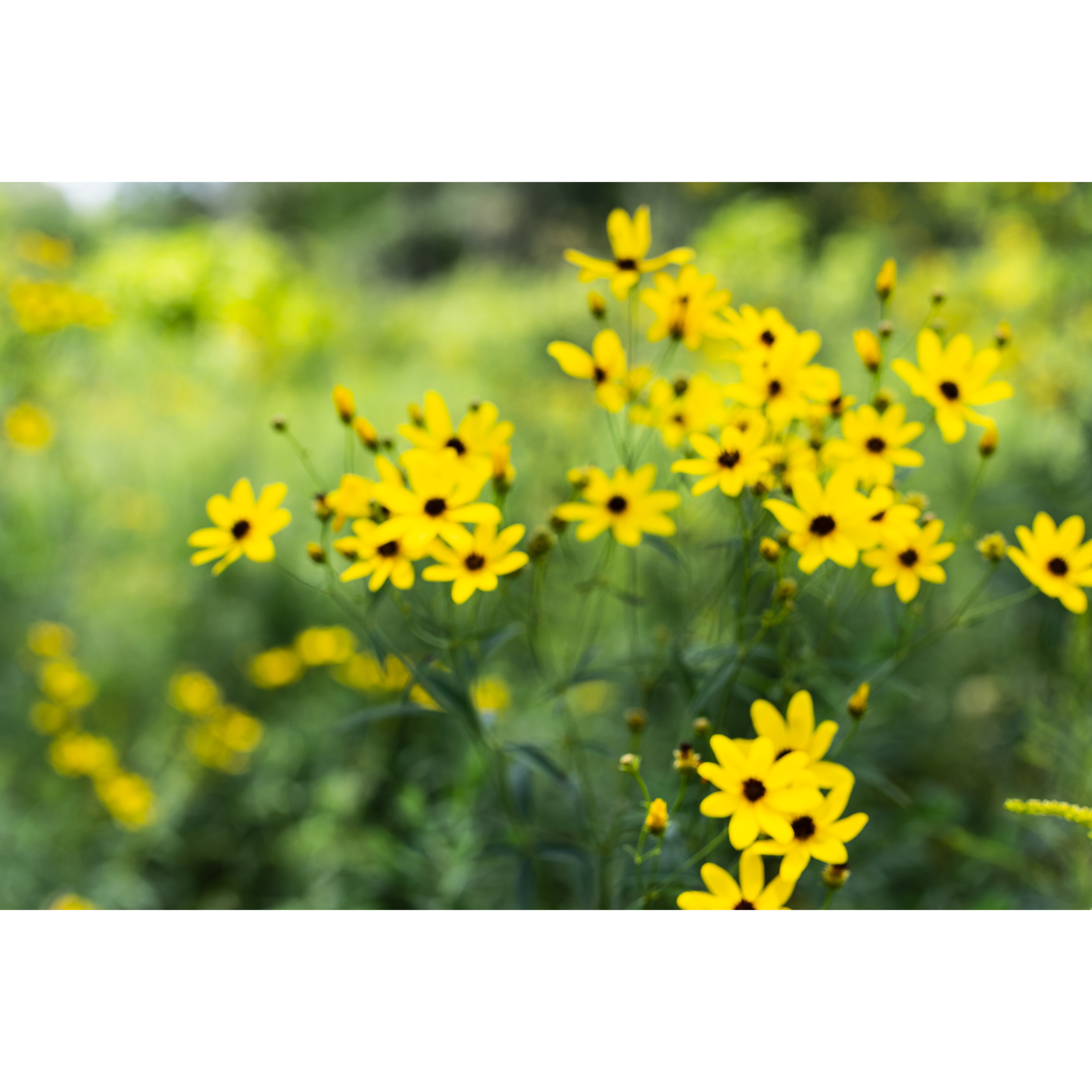 Tall Coreopsis II