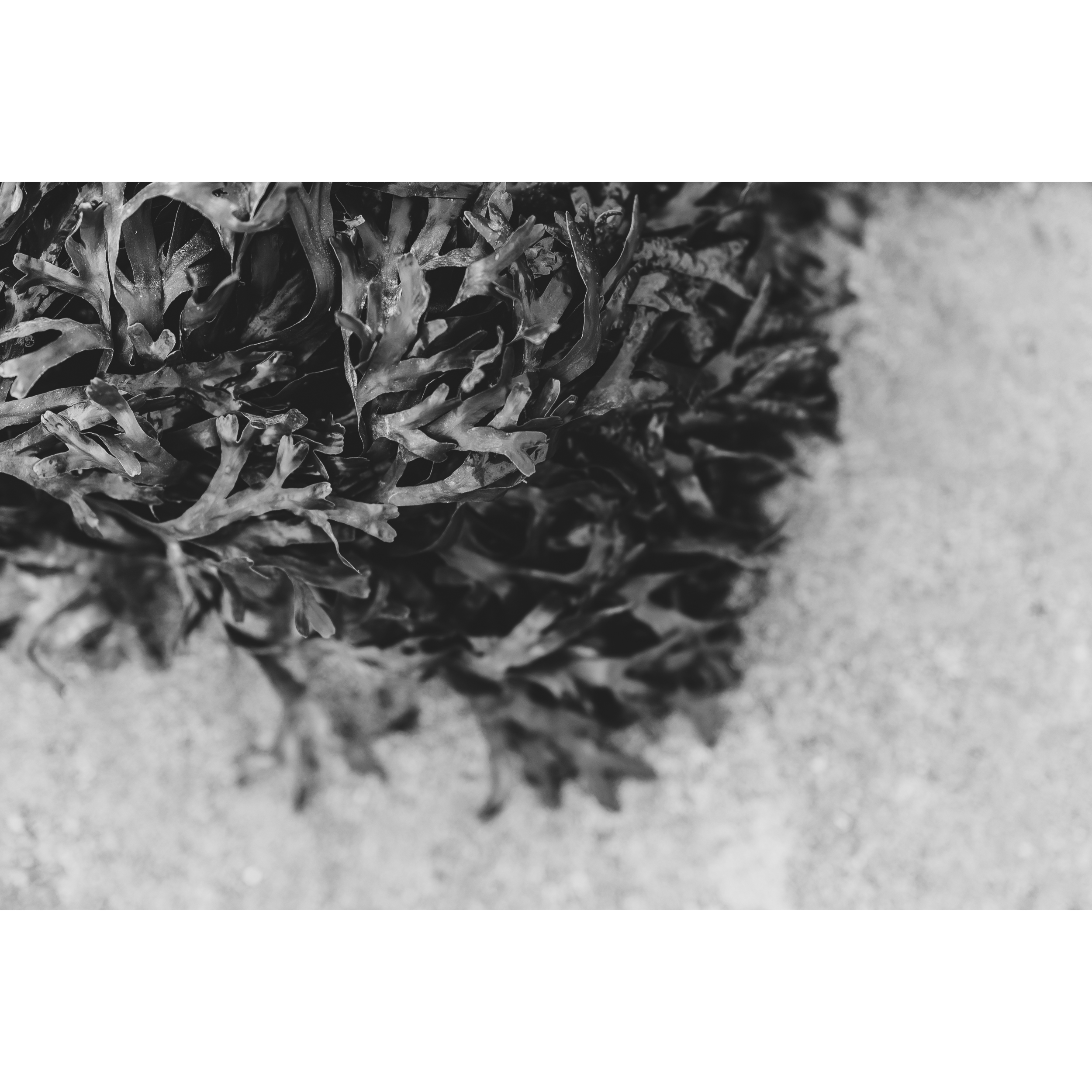 Low Tide III