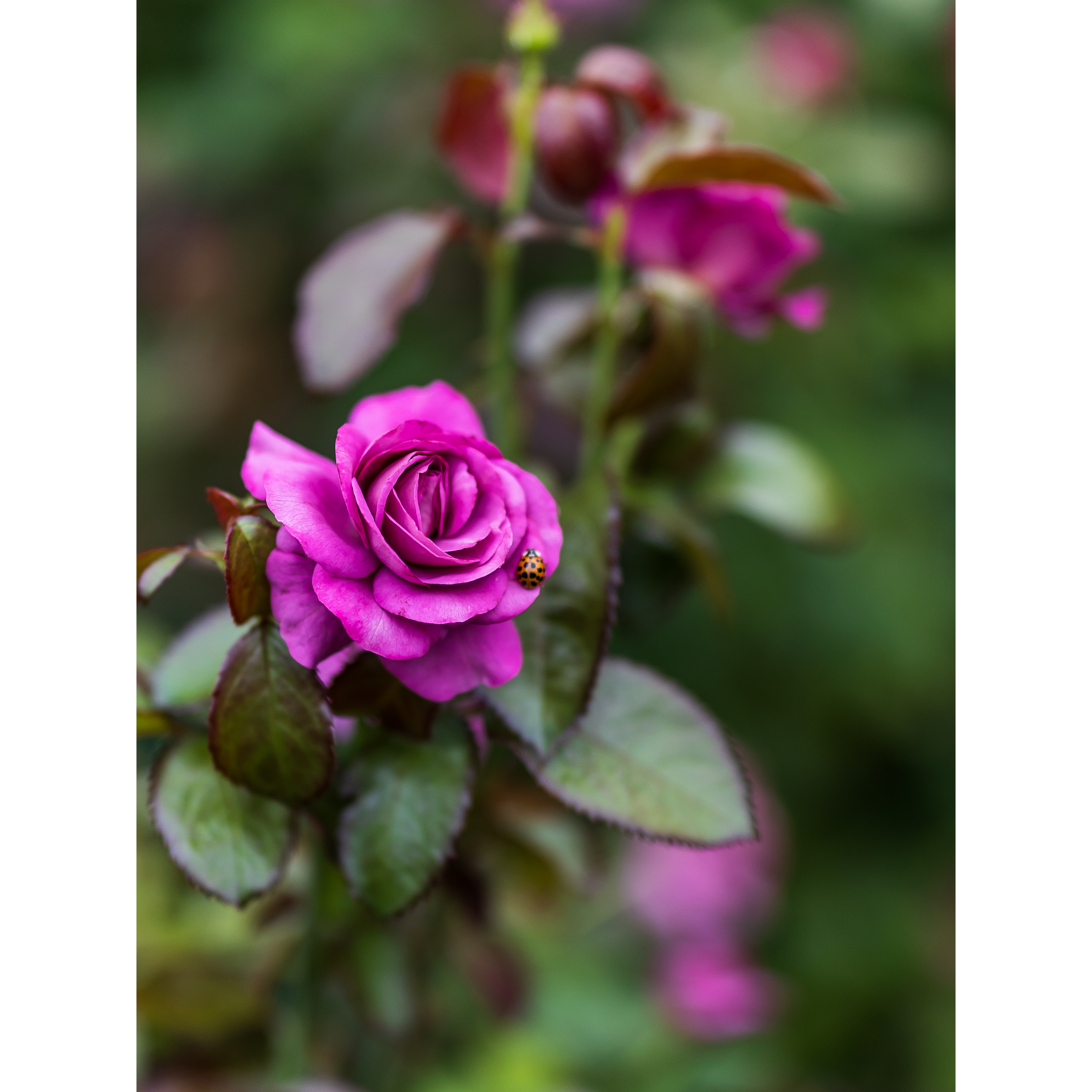 Roses VI