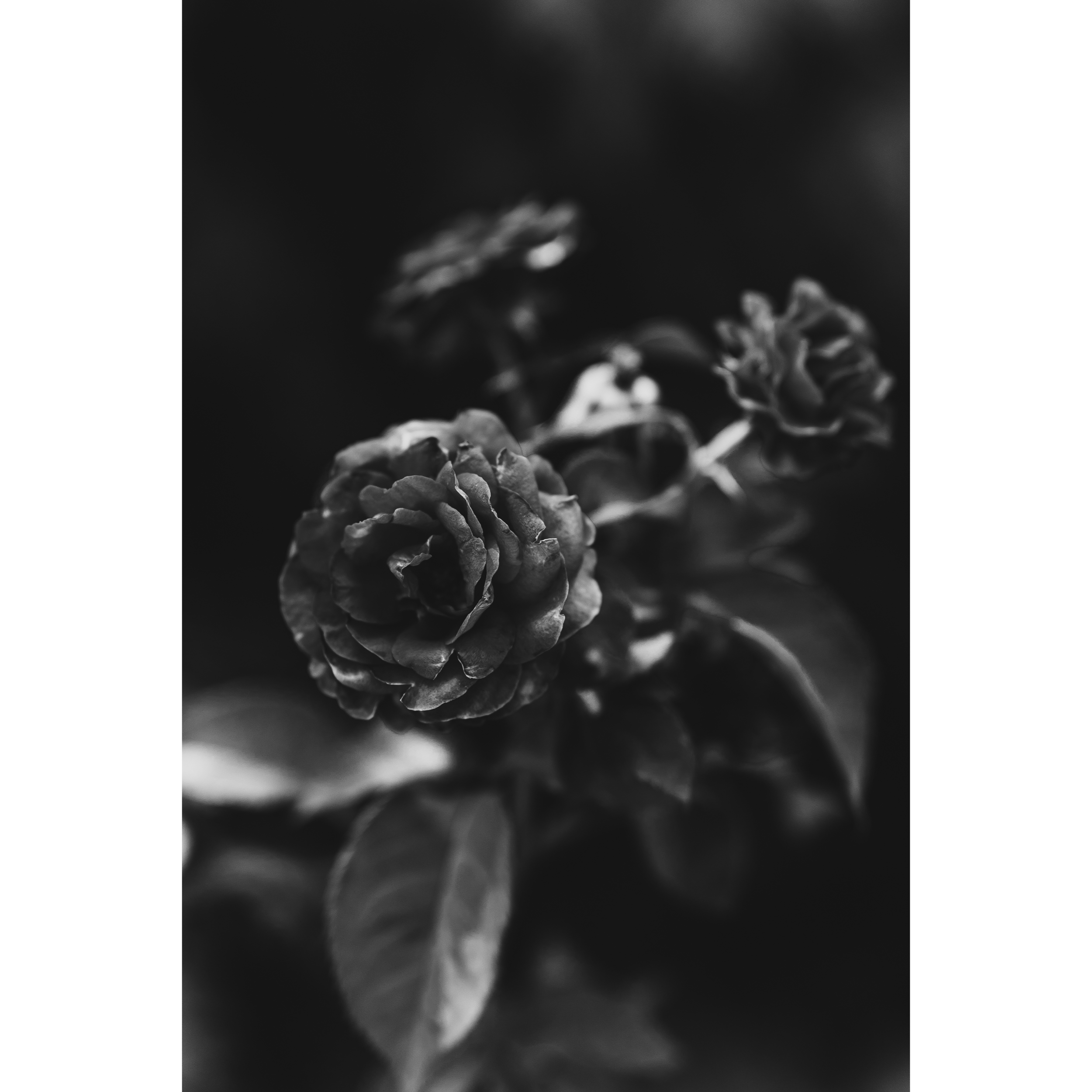 Roses VII