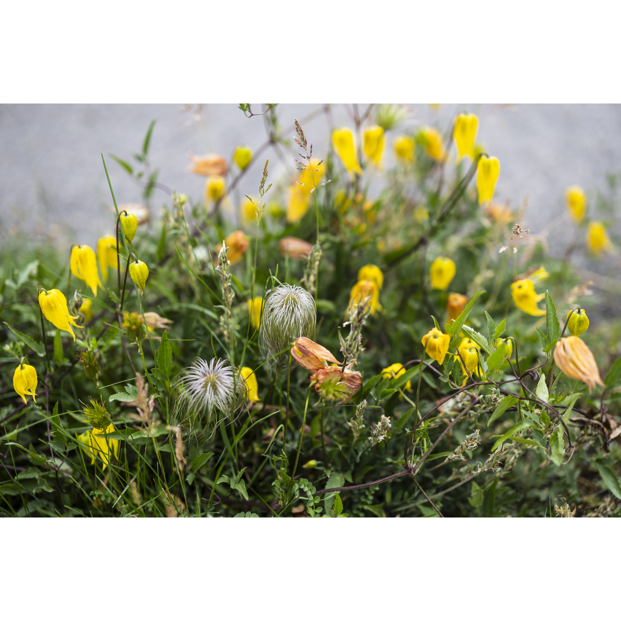 Roadside Flora