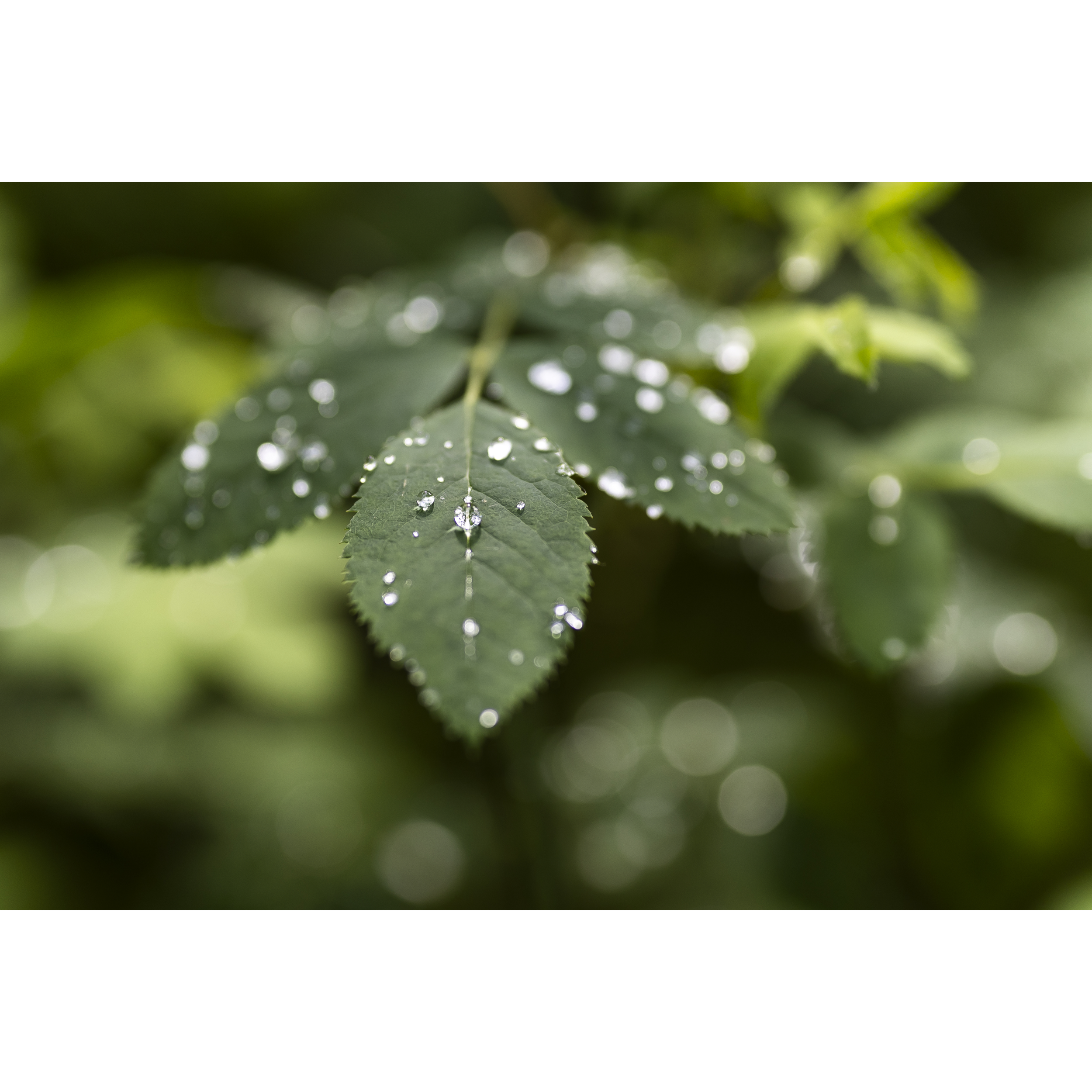 Raindrops
