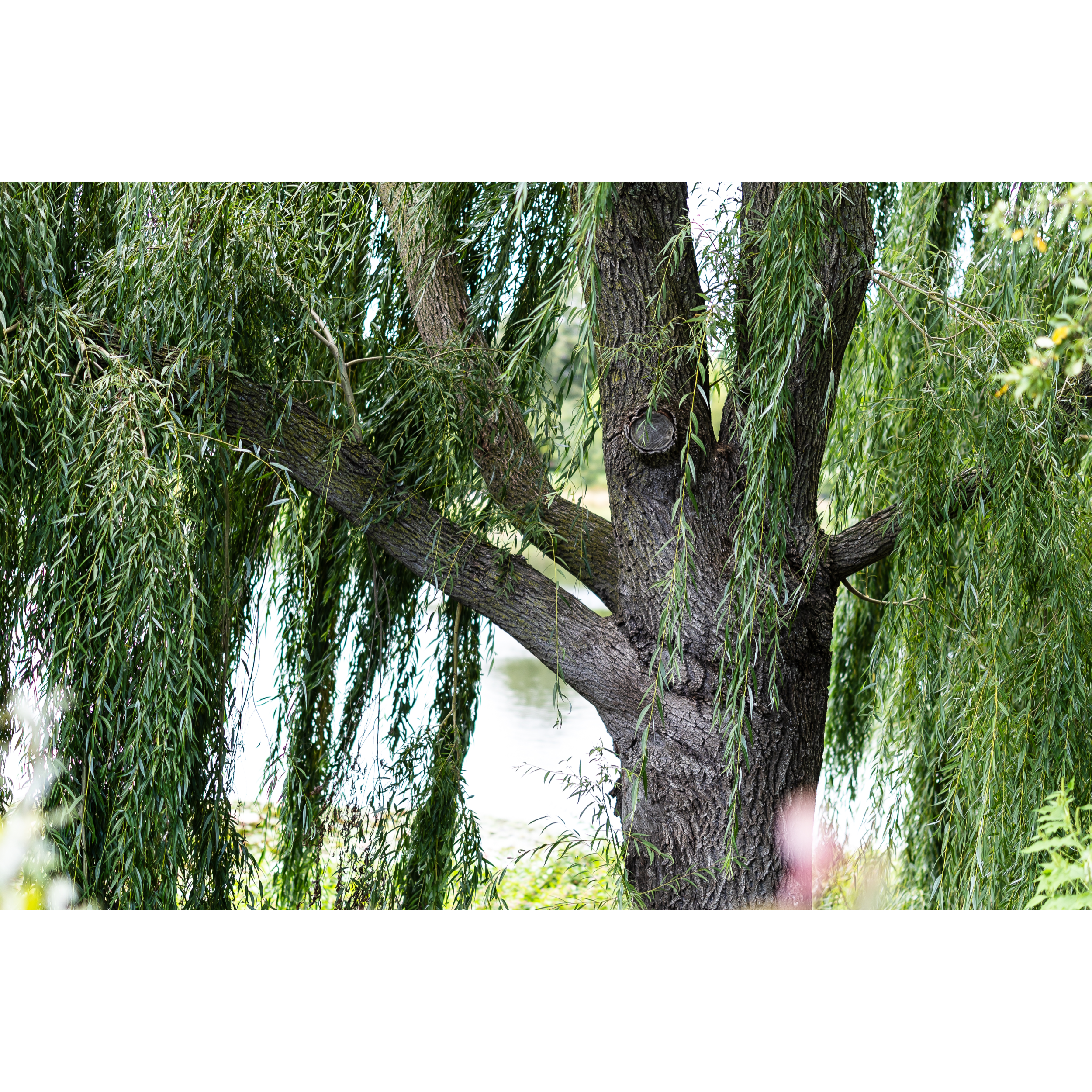 Weeping Willow II