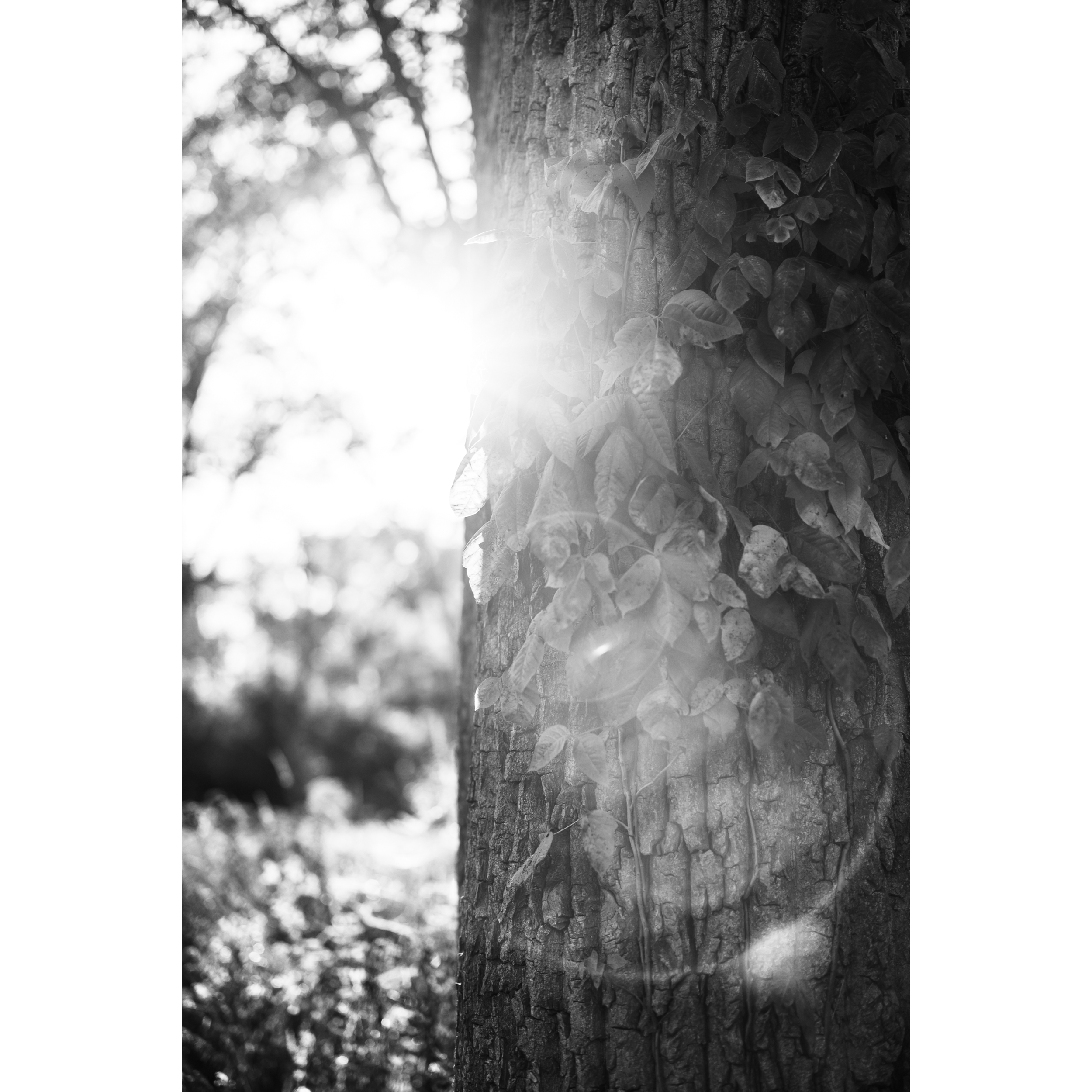 Sun XXXII
