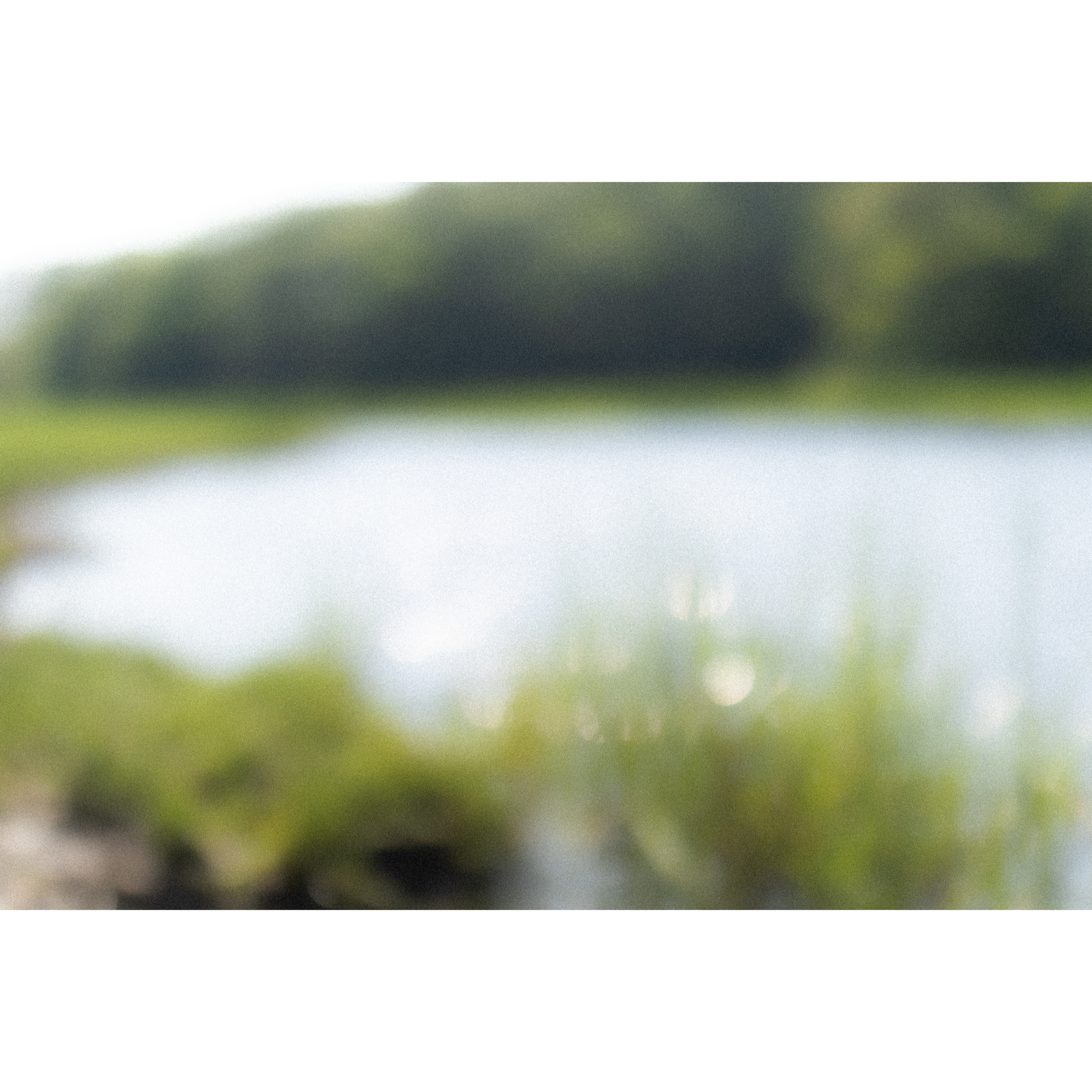 Memory of a Marsh