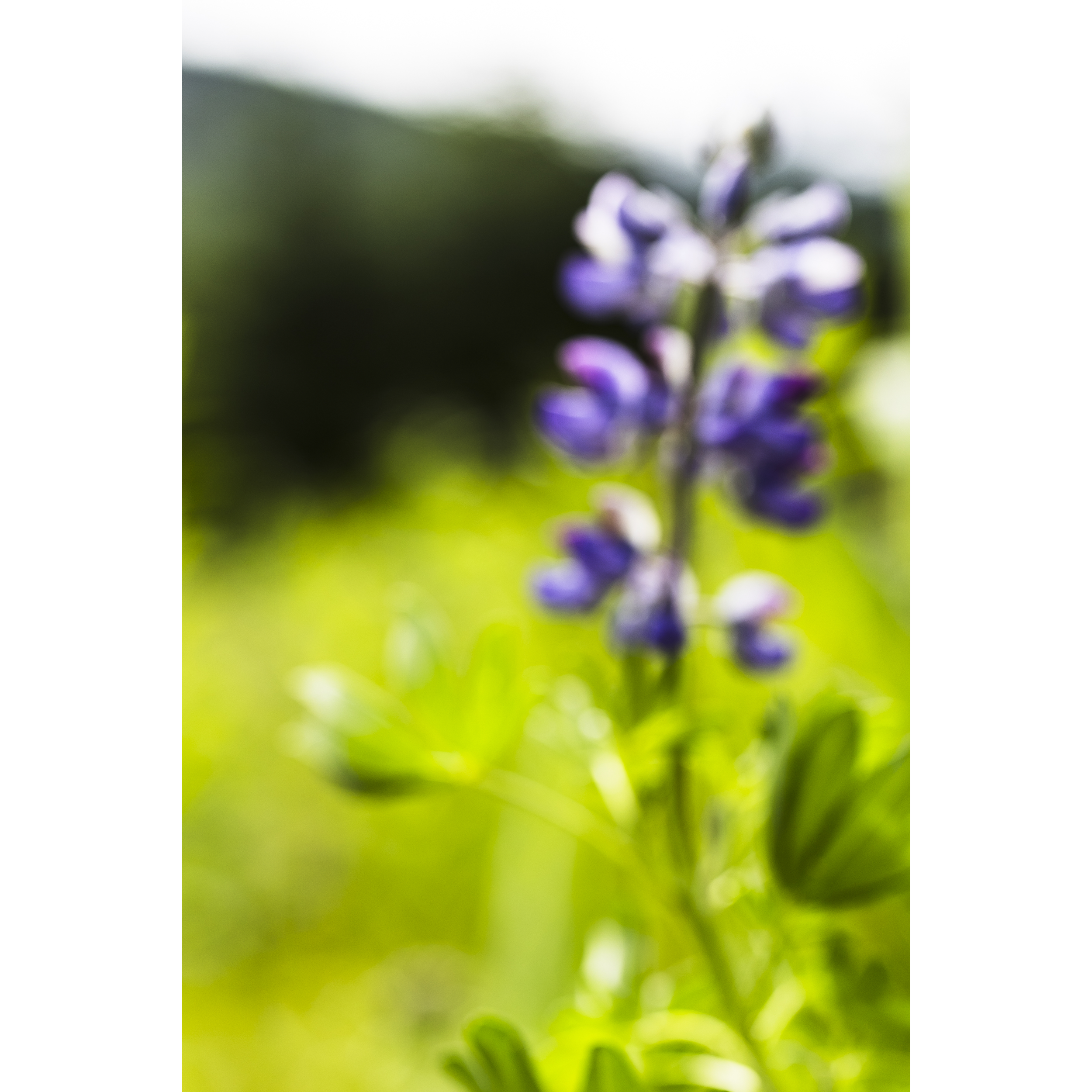 Lupine II
