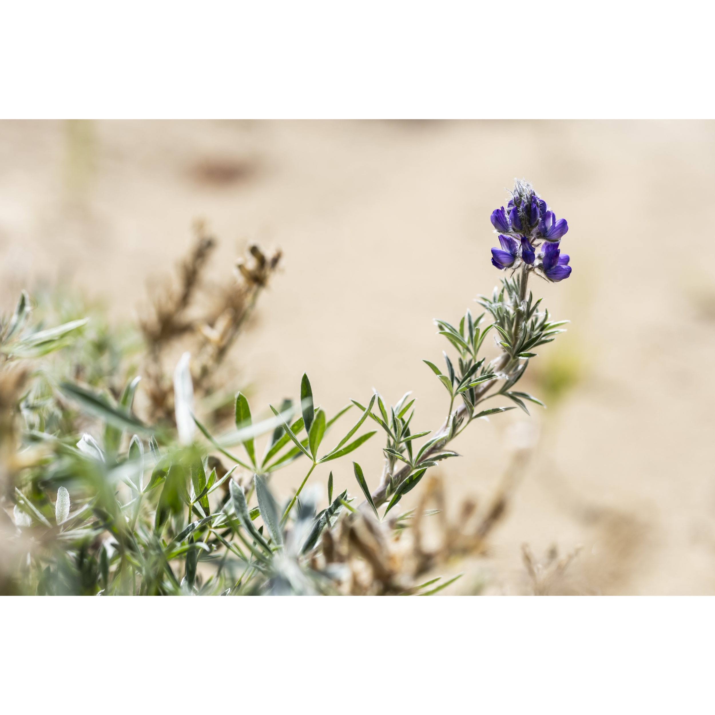 Yukon Lupine I