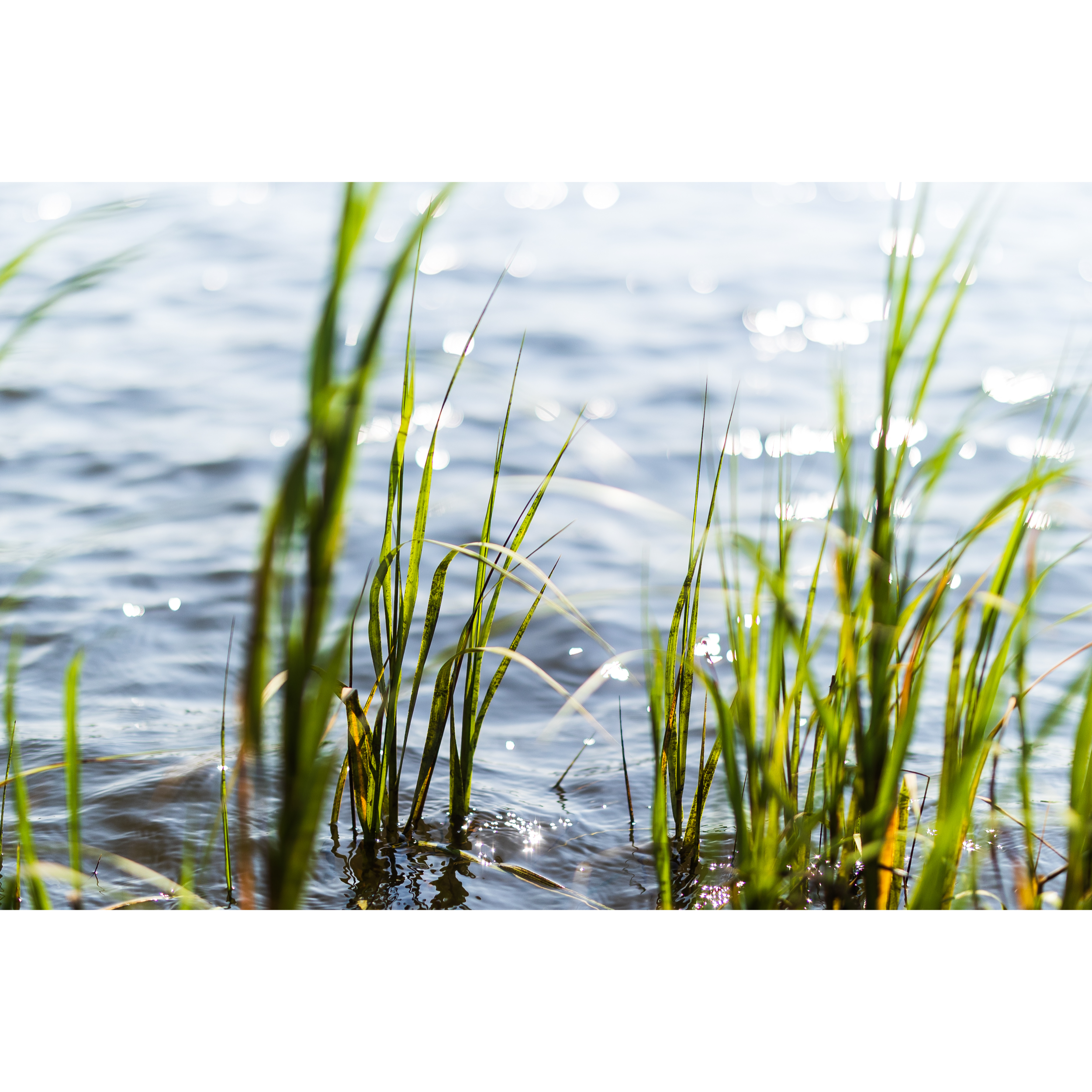 Salt Marsh I