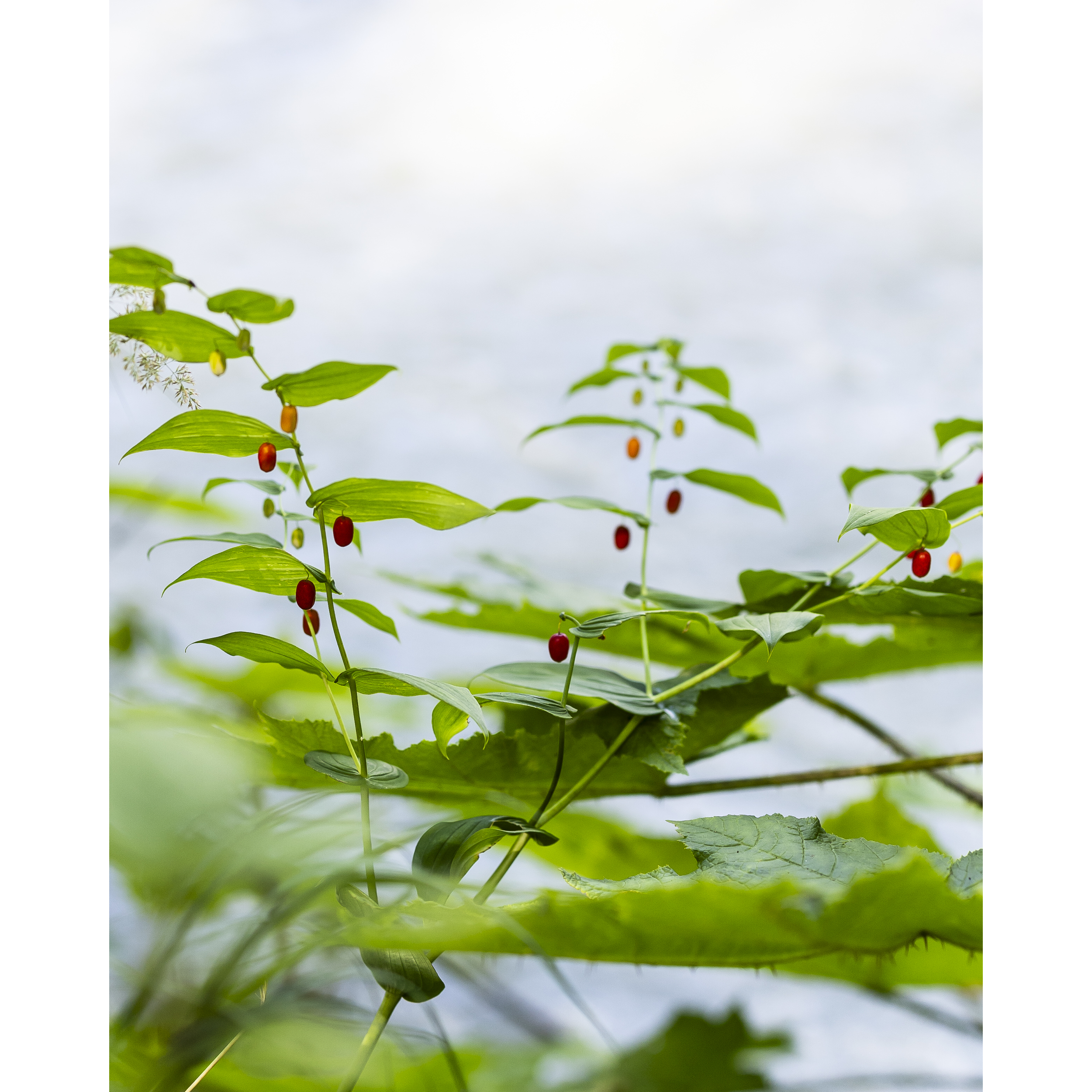 Watermelon Berry II
