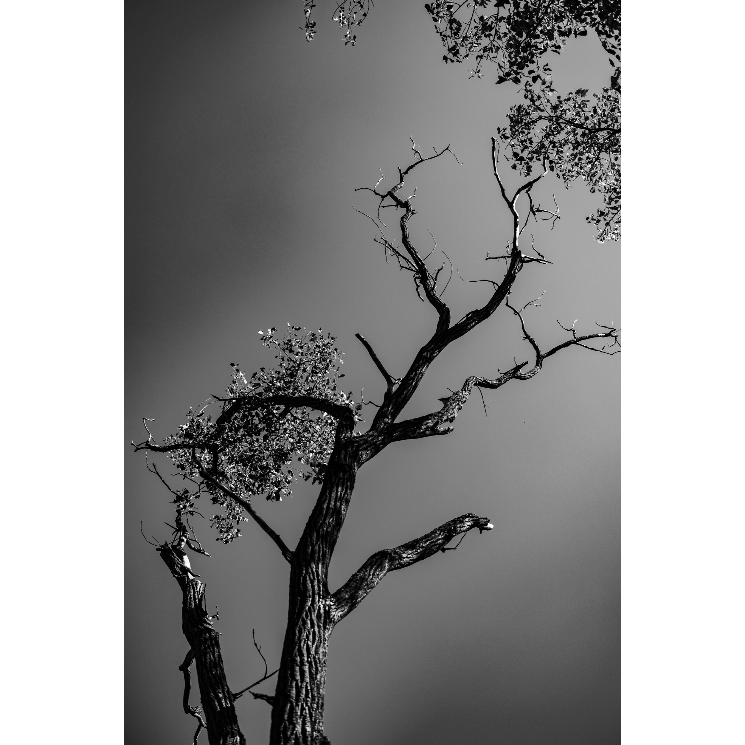 Untitled XIII
