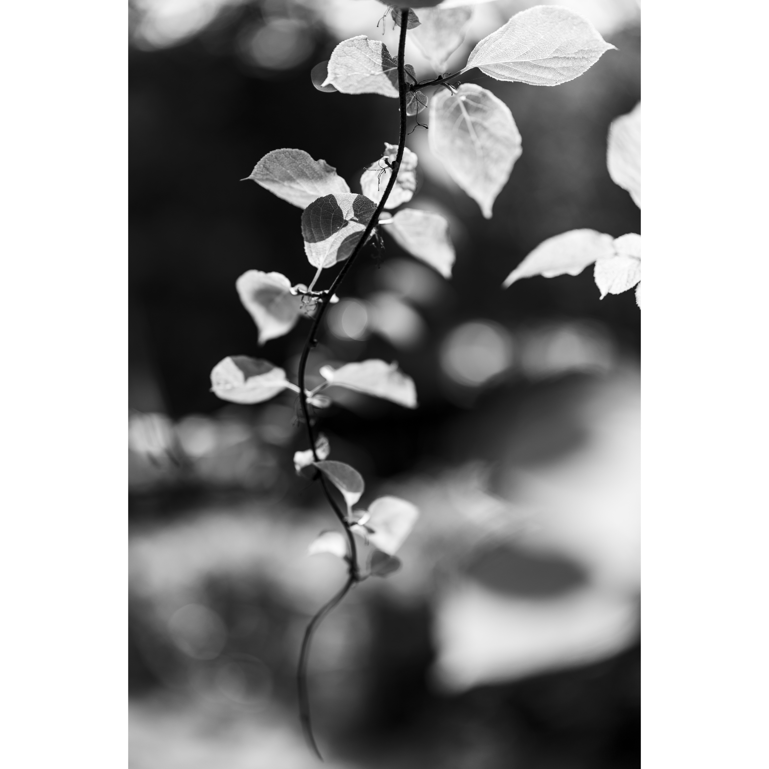 Untitled XVI