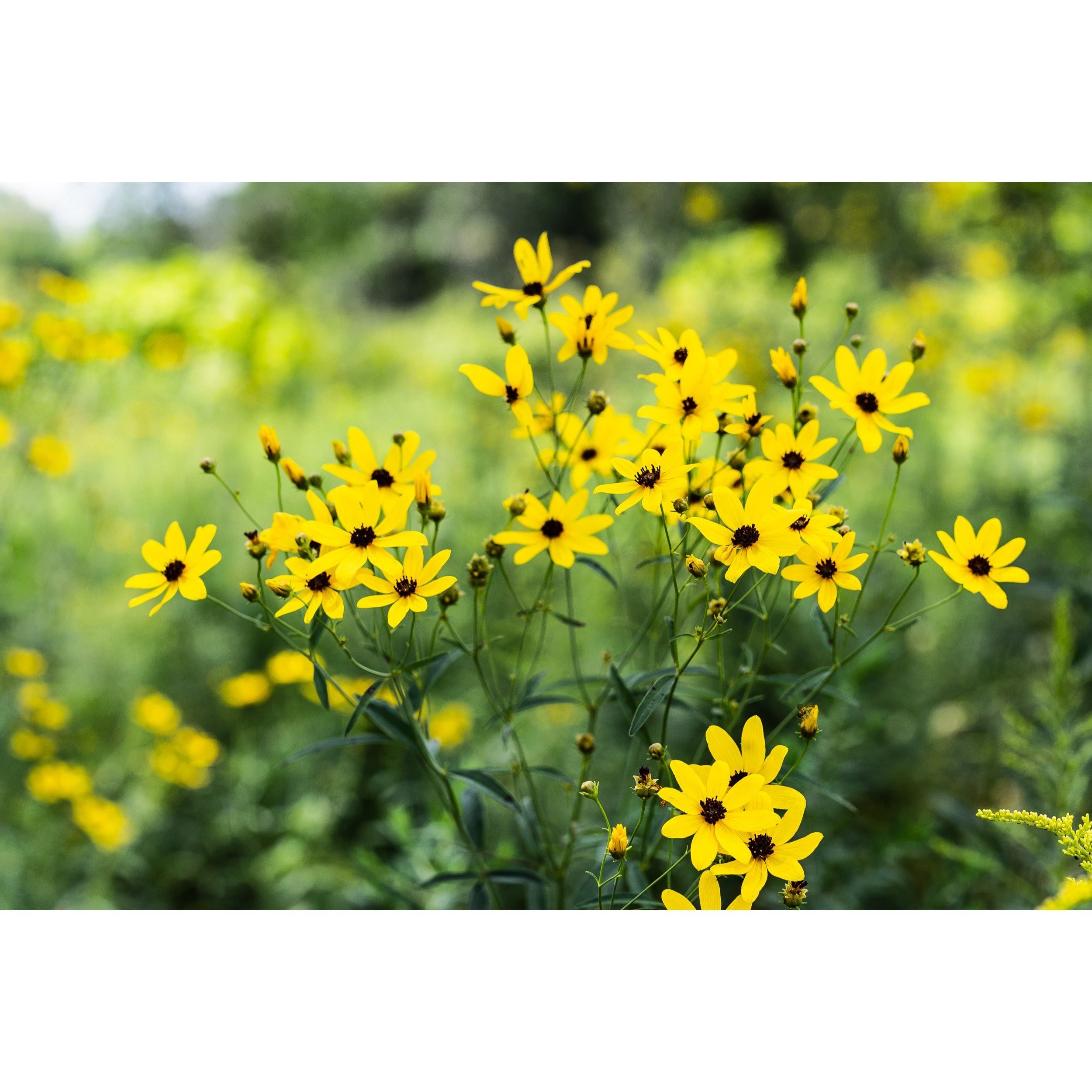 Tall Coreopsis I