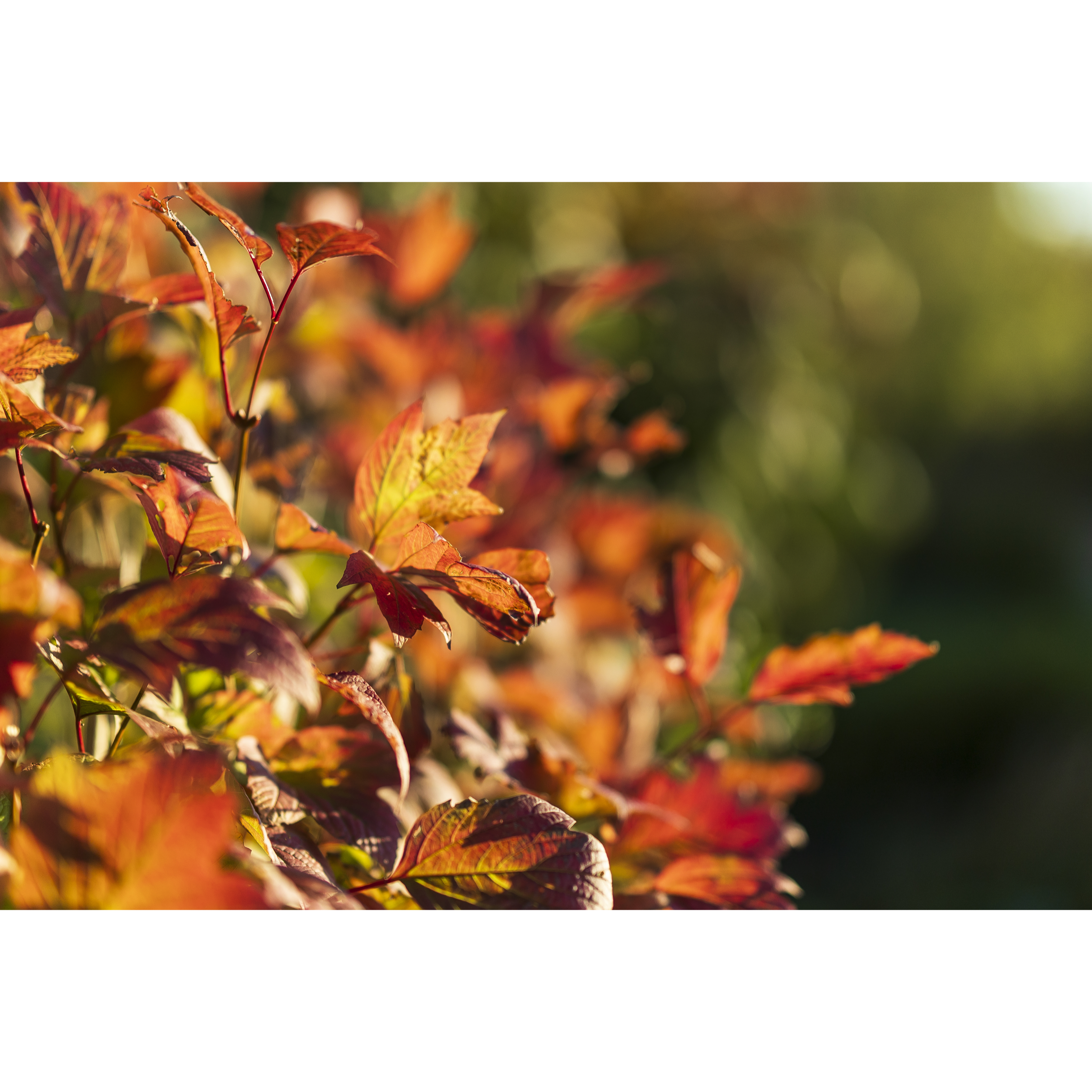 Autumn II