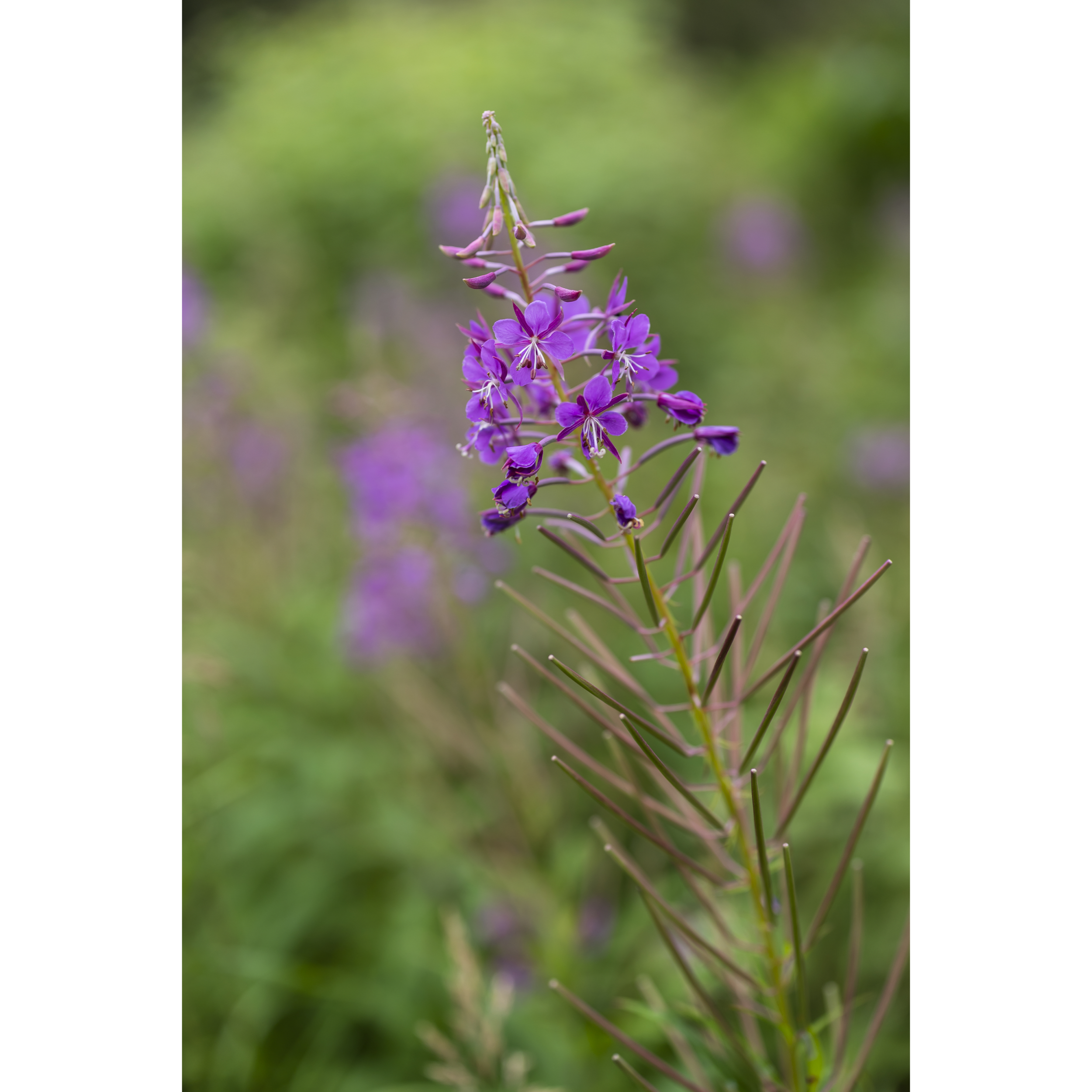 Fireweed I