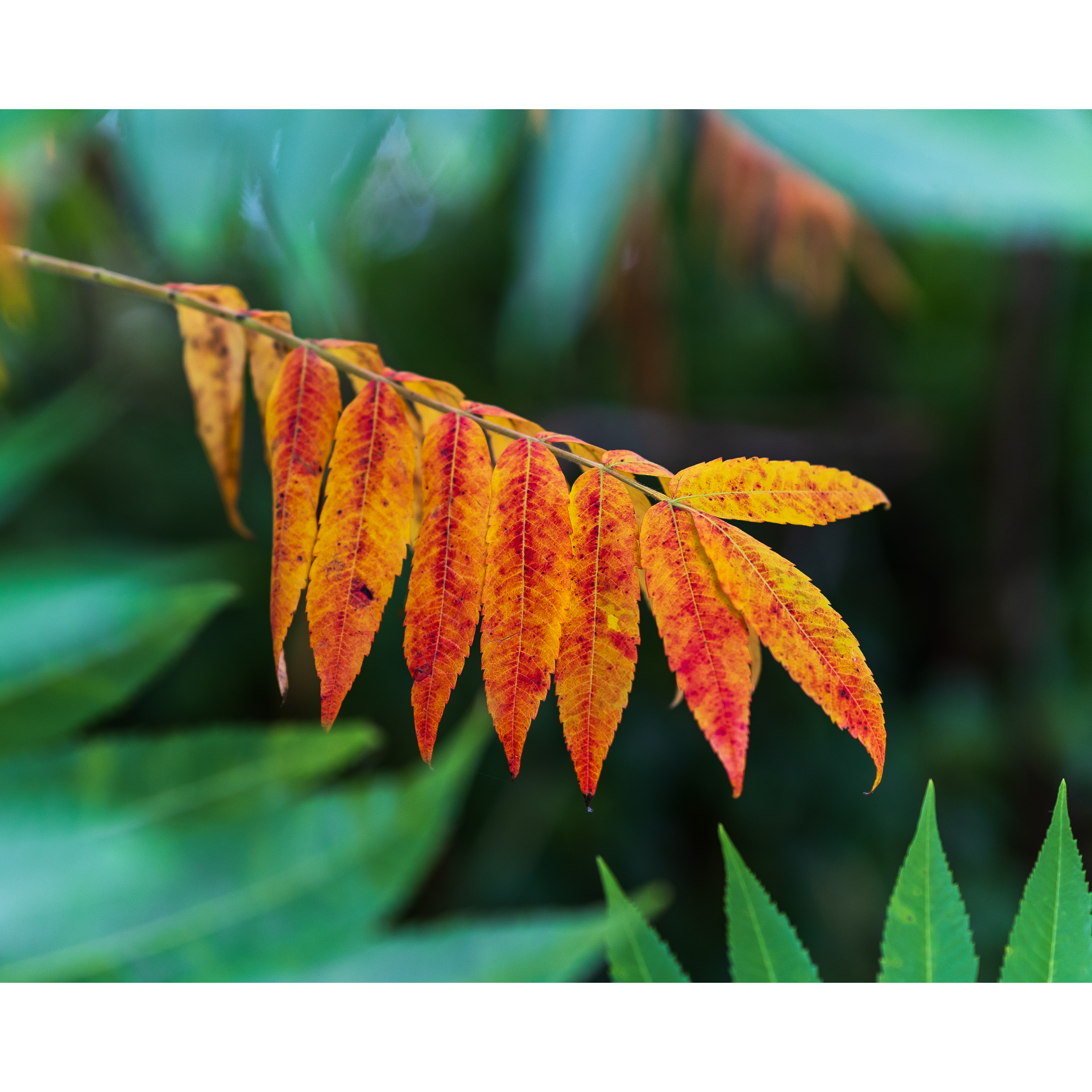 Autumn IX