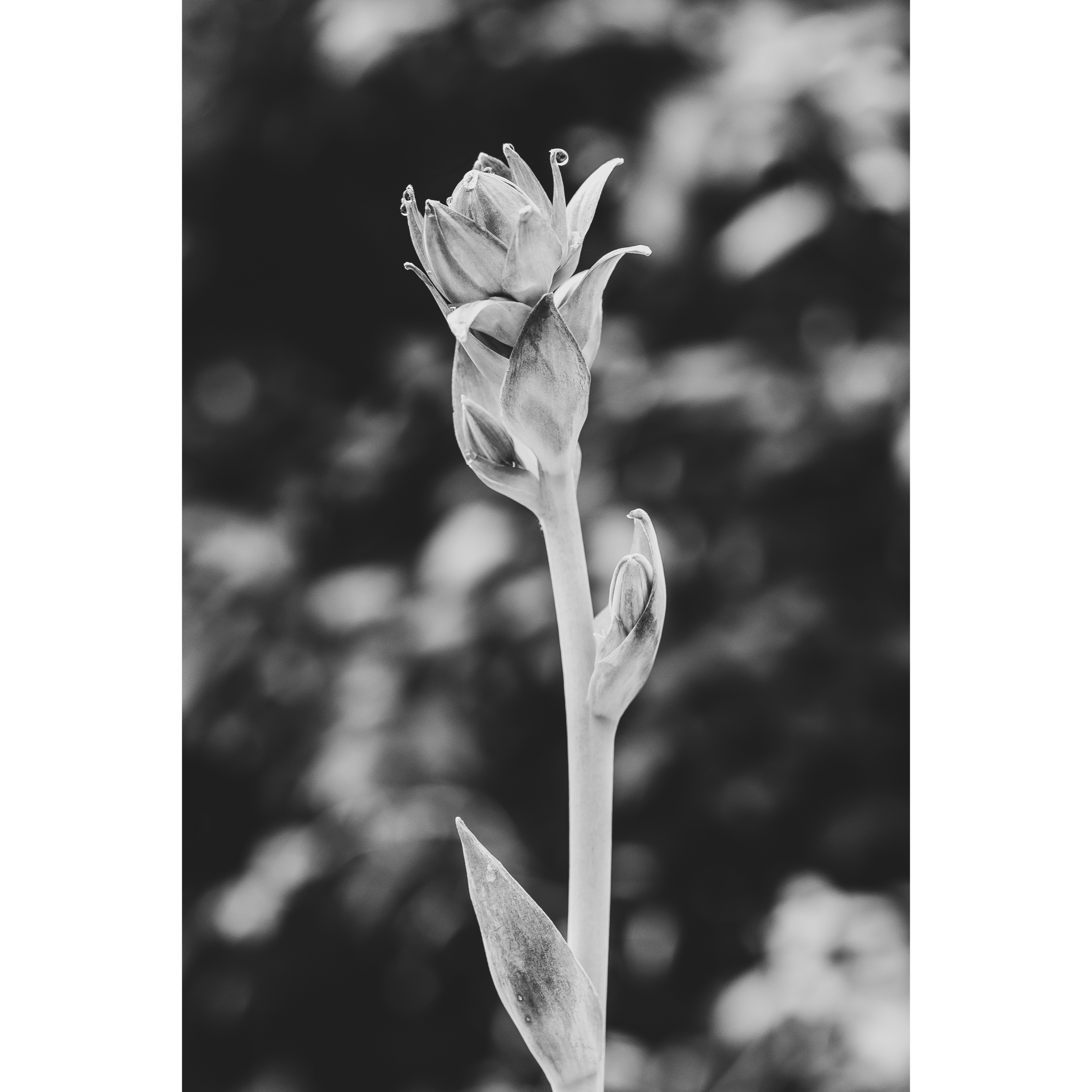Hosta III