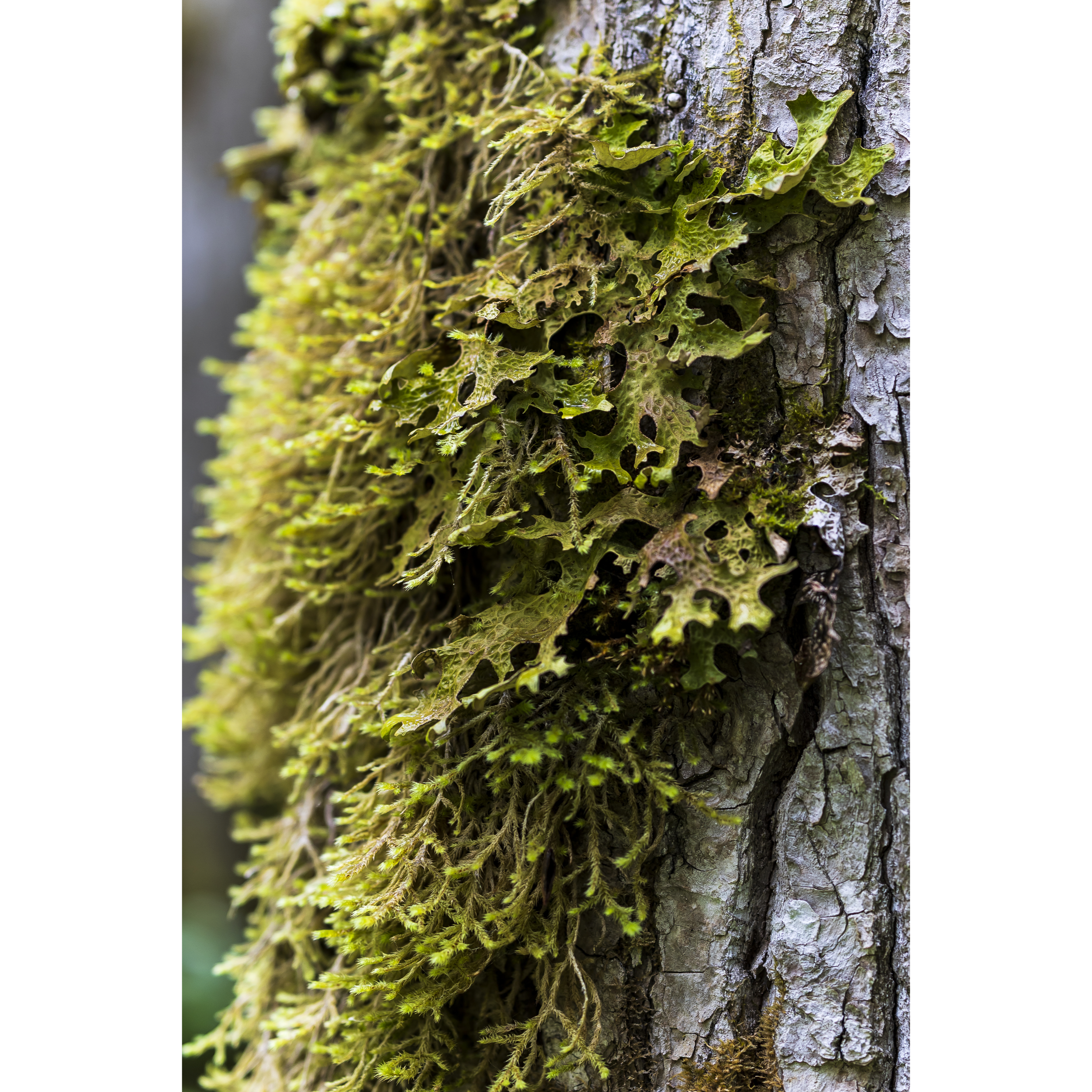 Lungwort Lichen