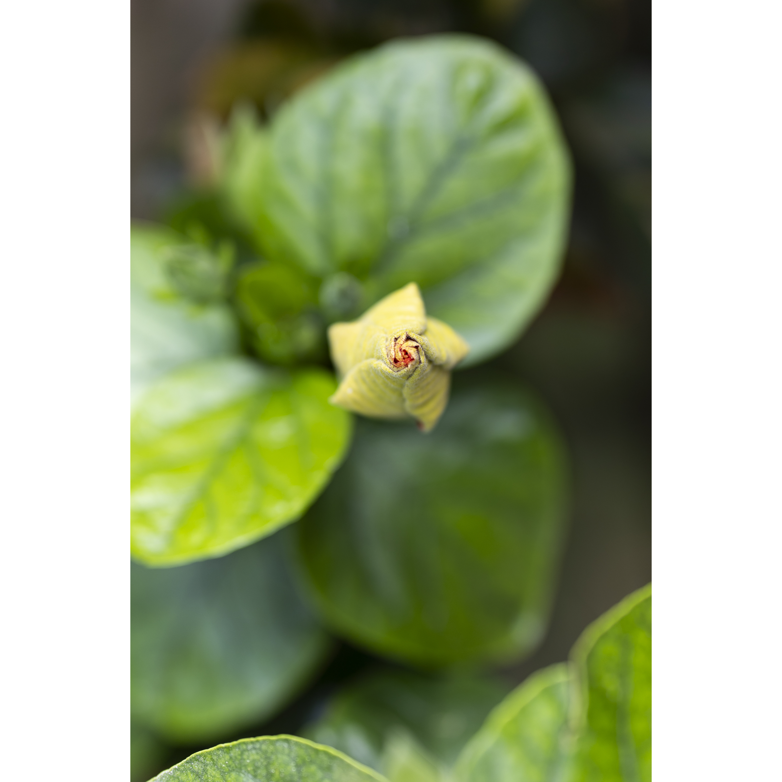 Bud I