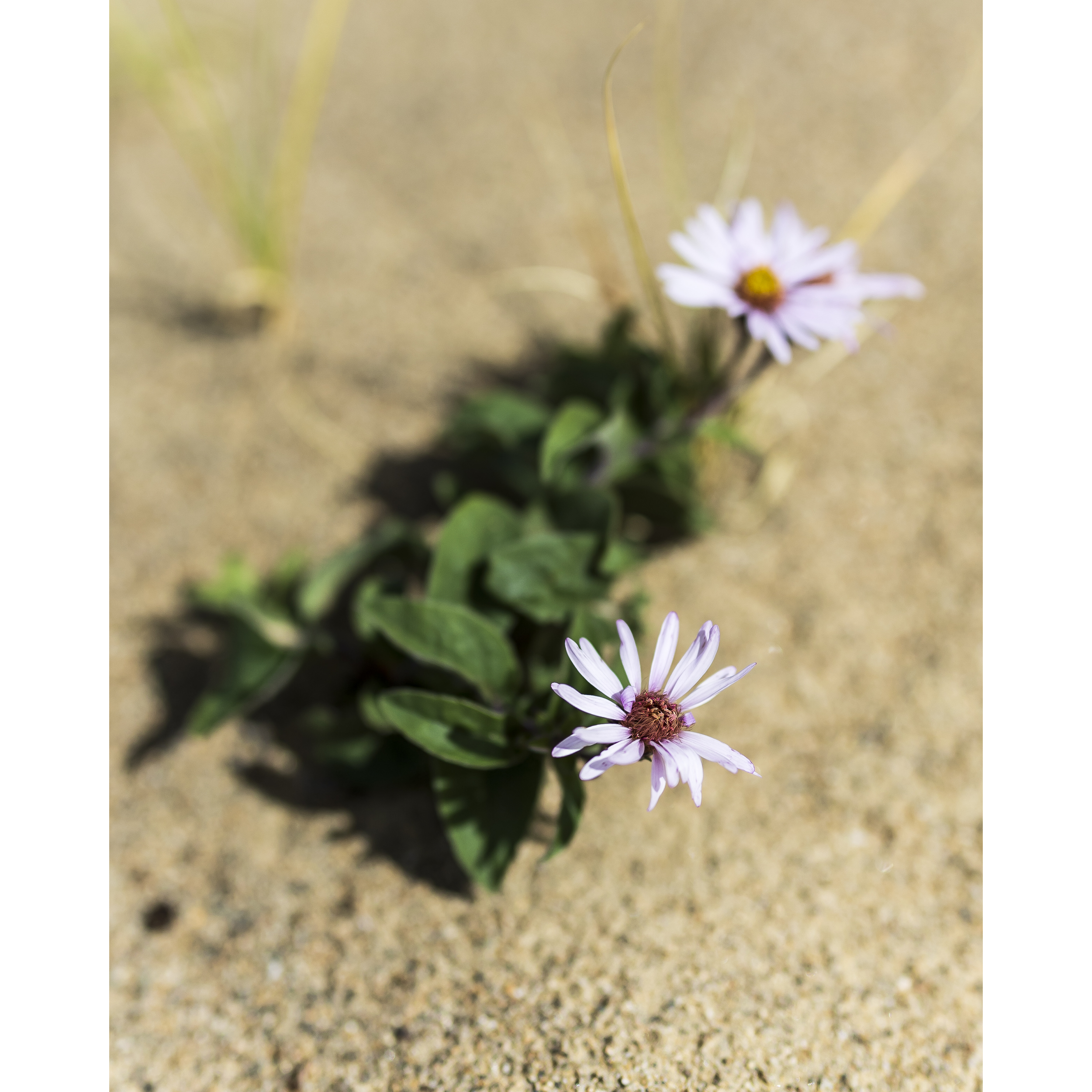 Arctic Aster