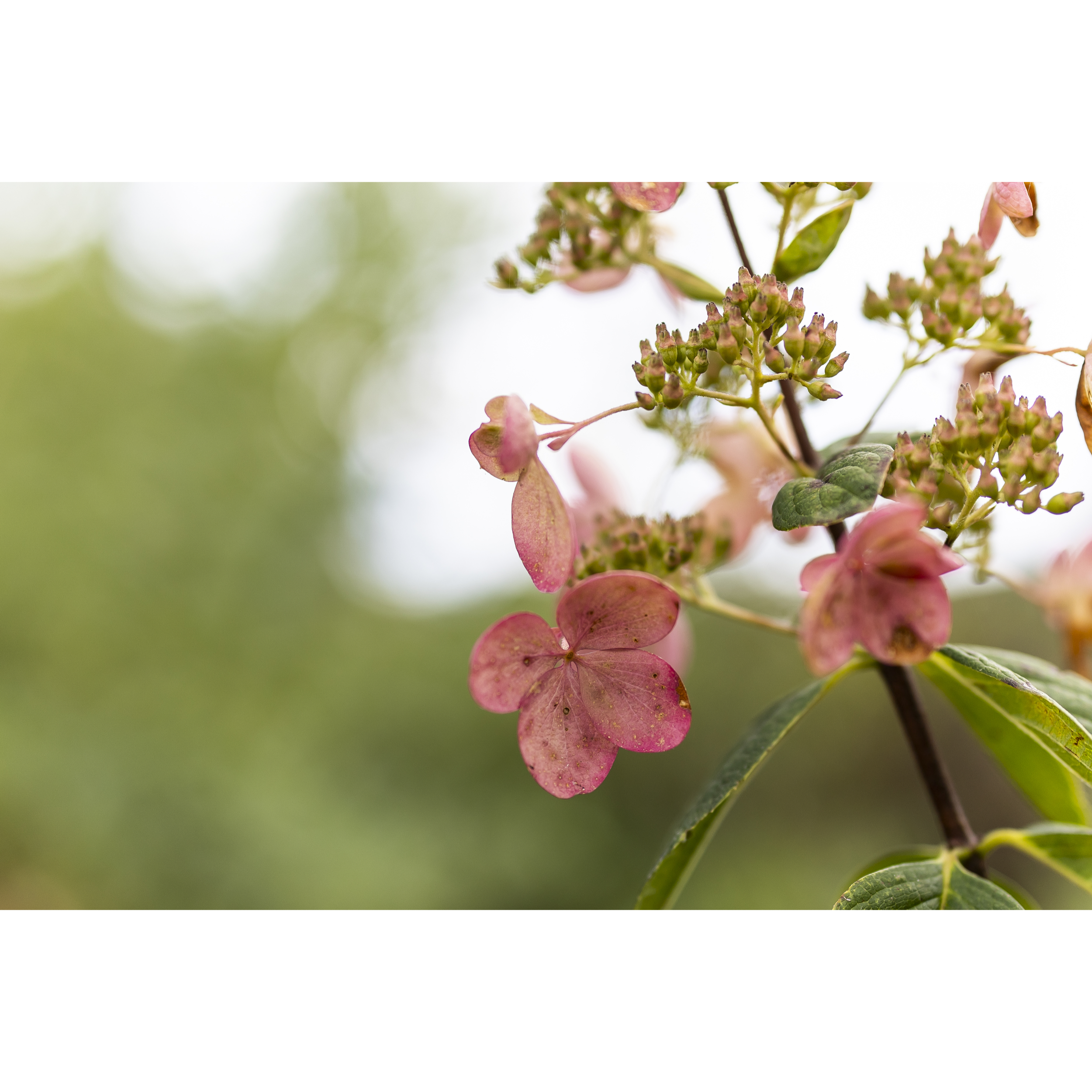 Hydrangea I