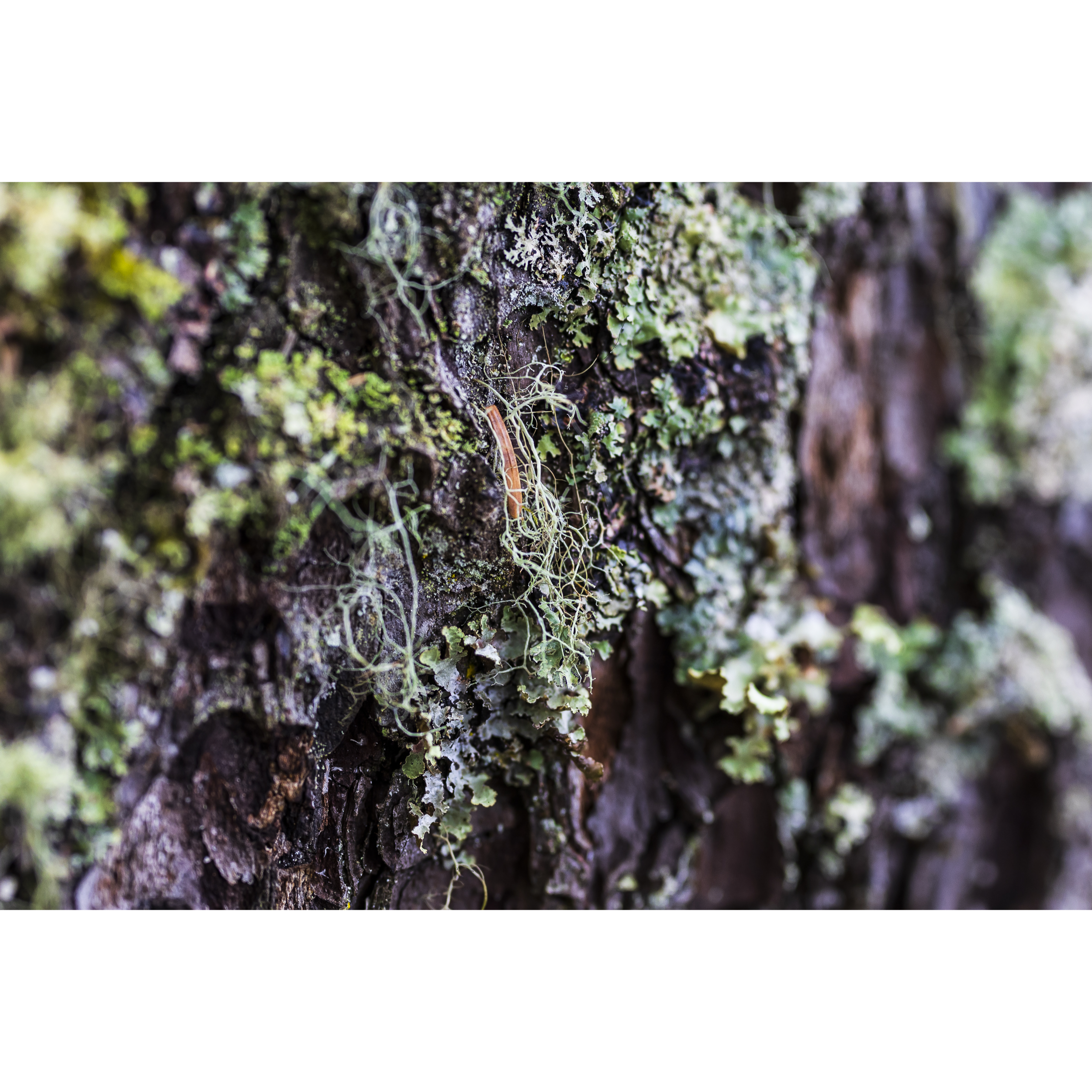 Lichen III