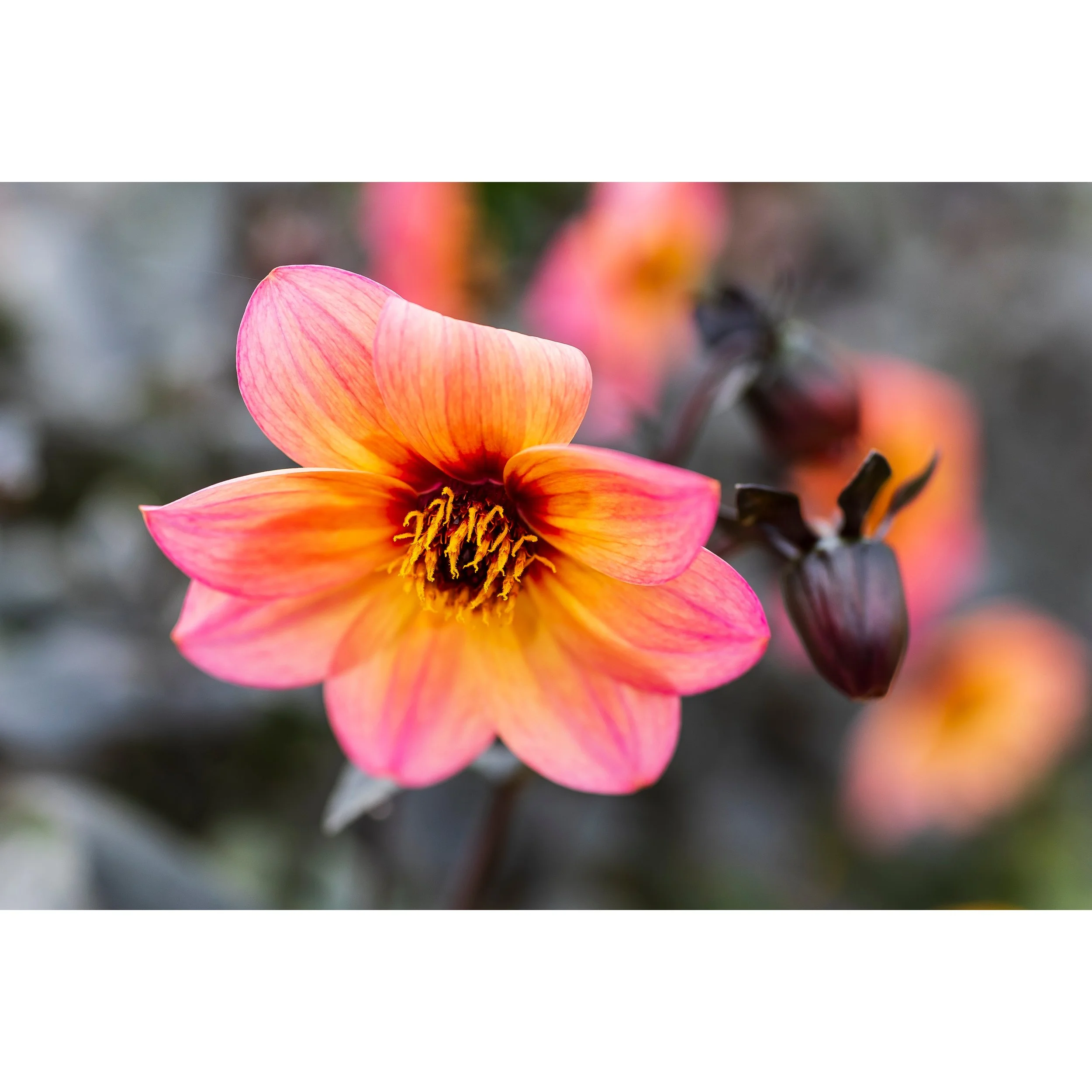 Dahlia I