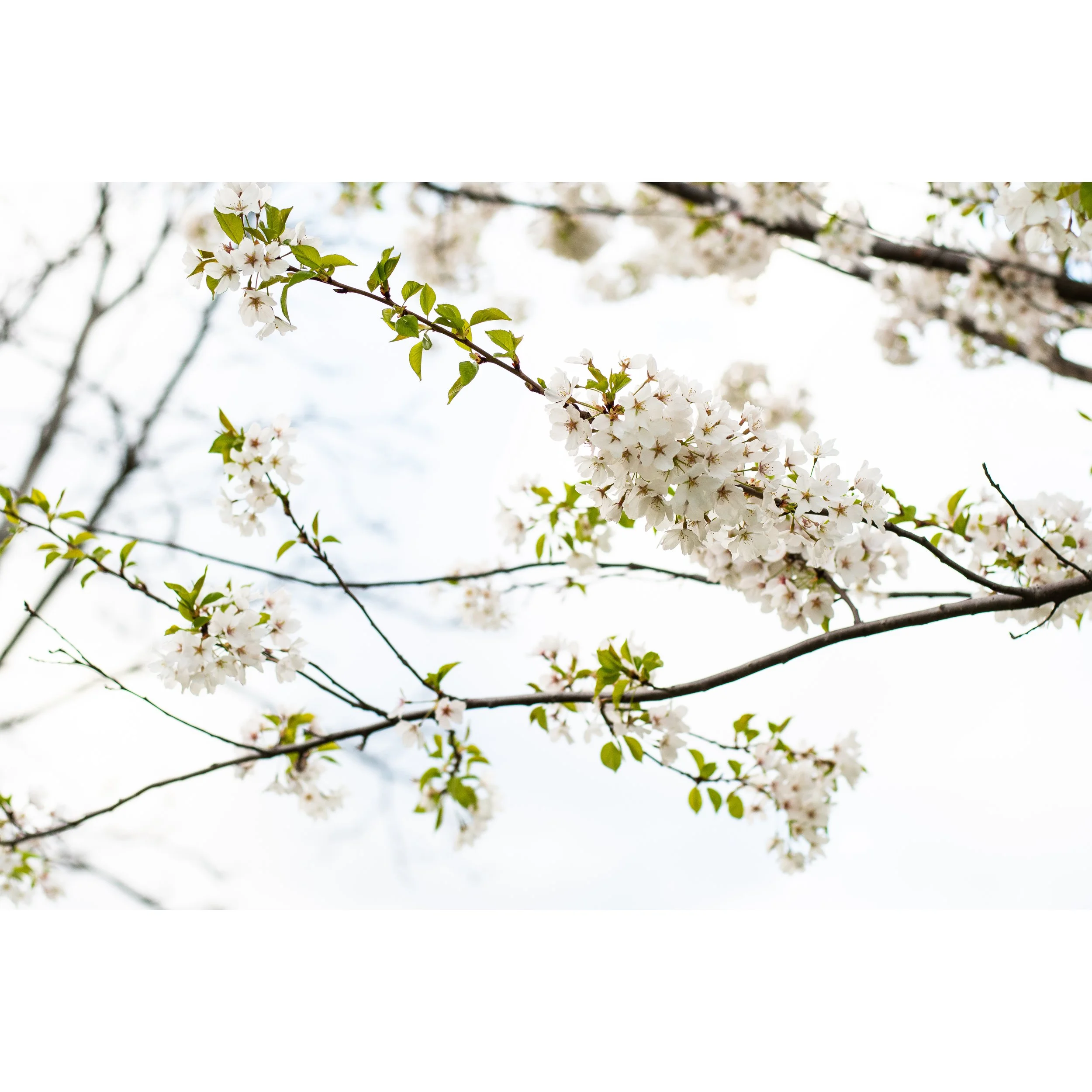 Cherry Blossoms III