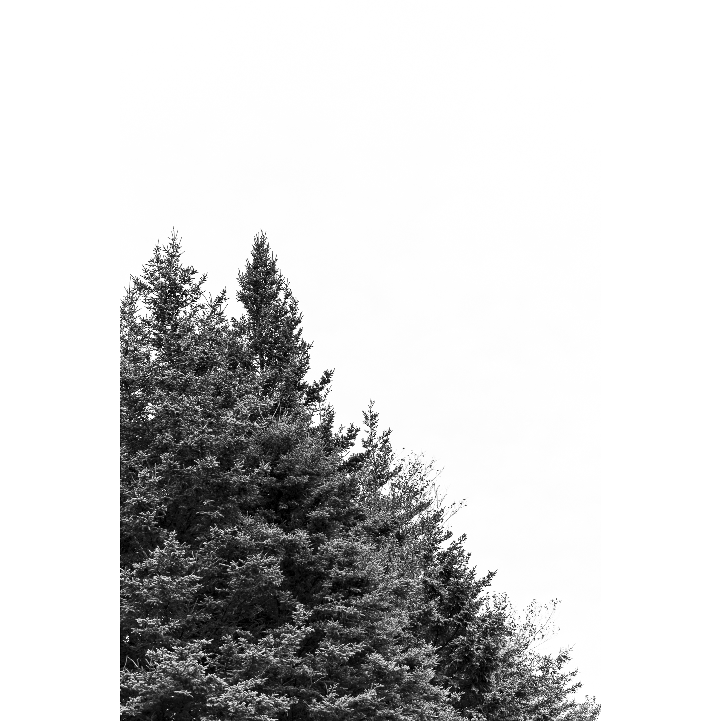 Maine Evergreen II