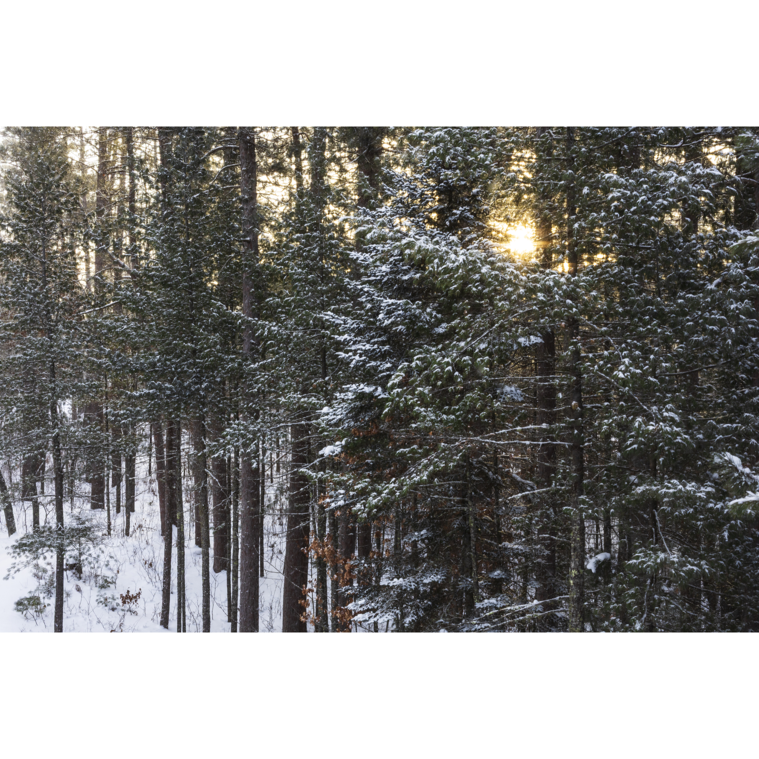 Northwoods