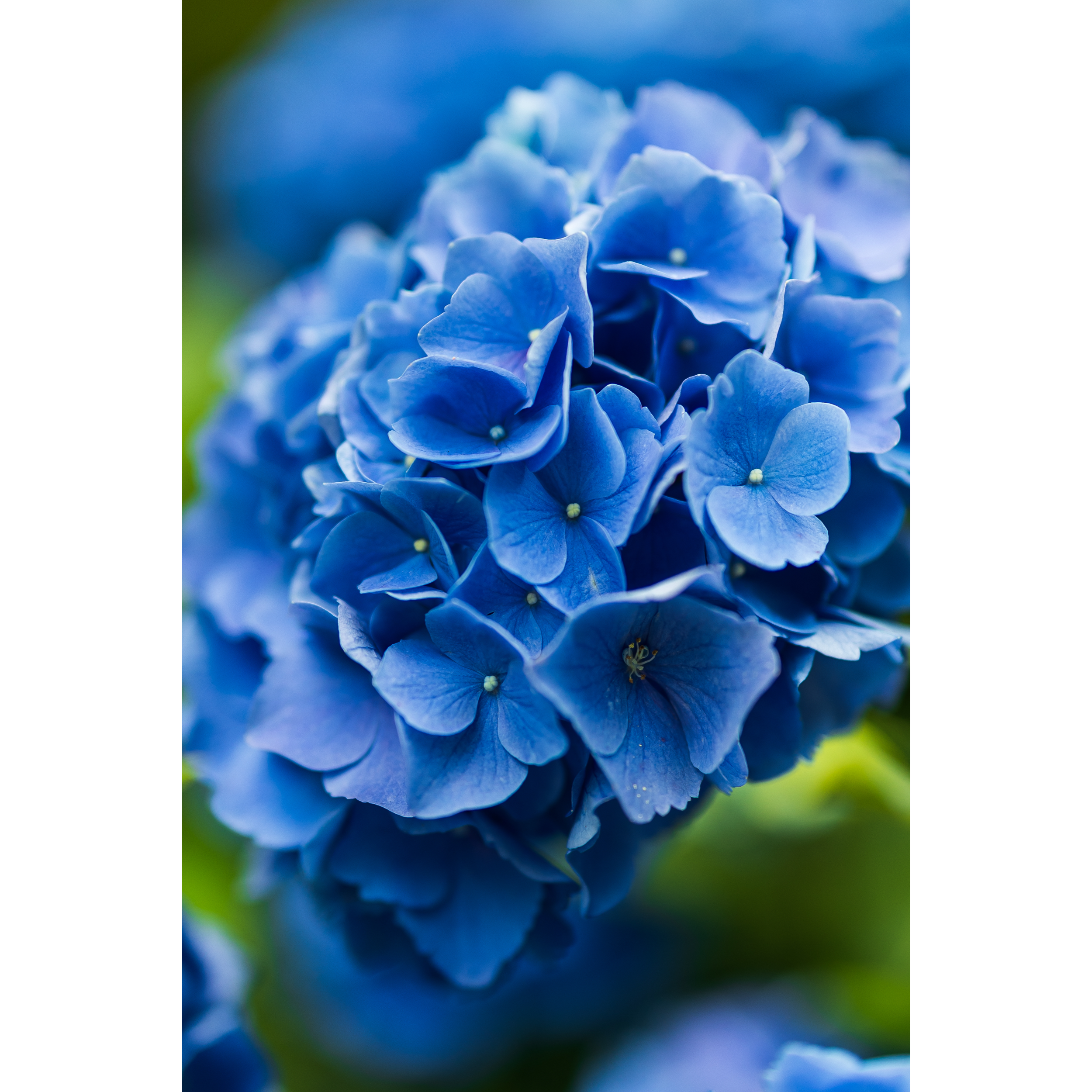 Hydrangea IV