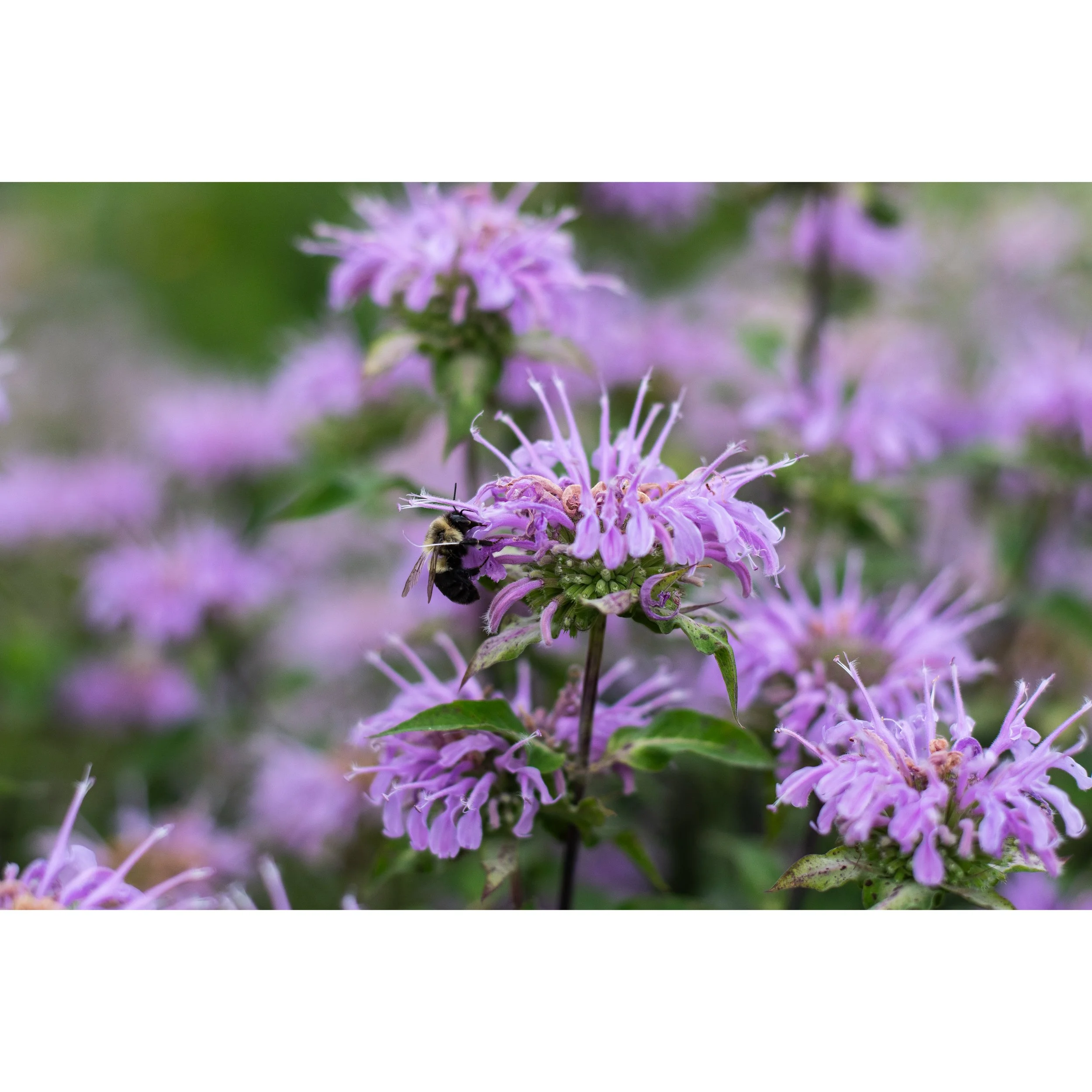 Wild Bergamot
