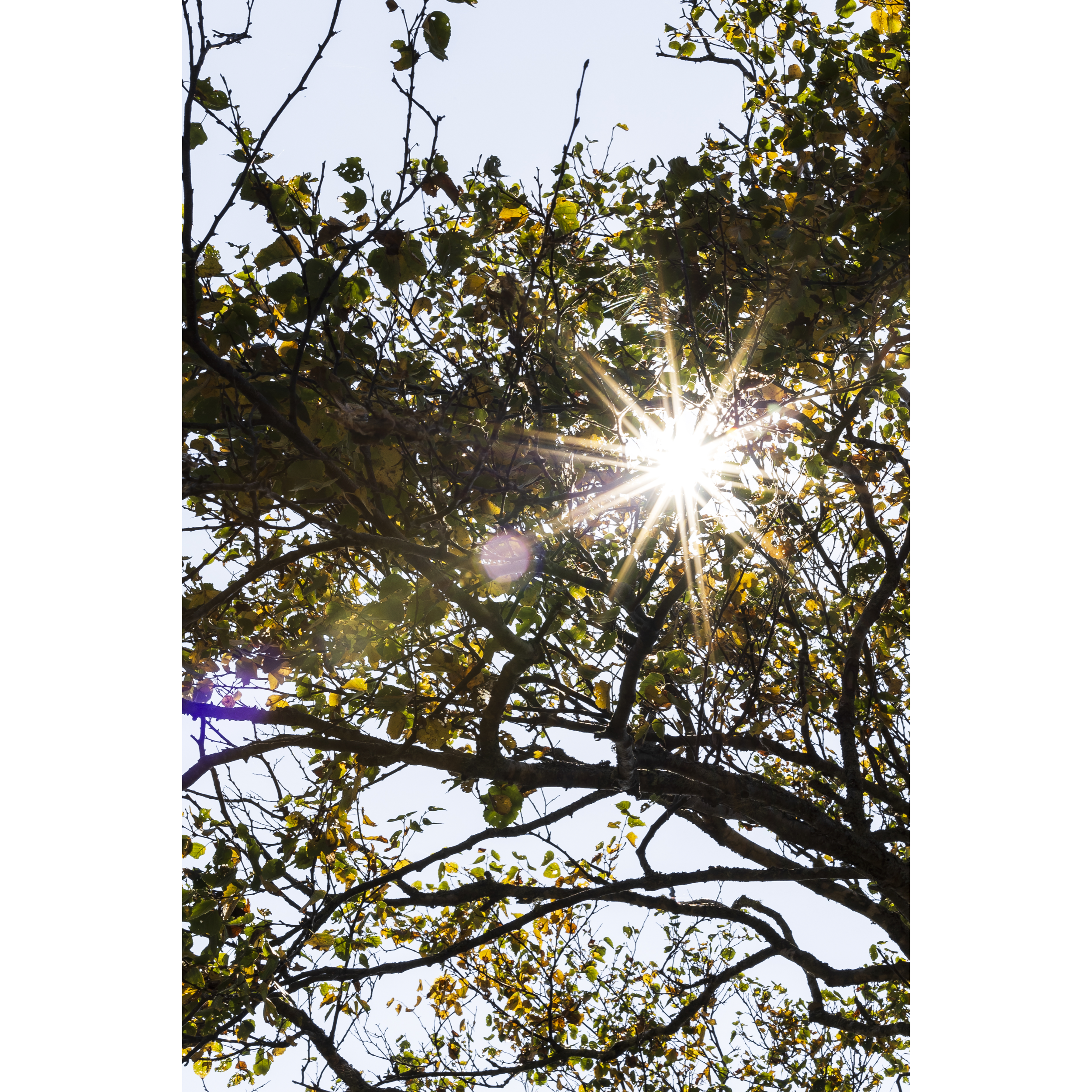 Sun XII