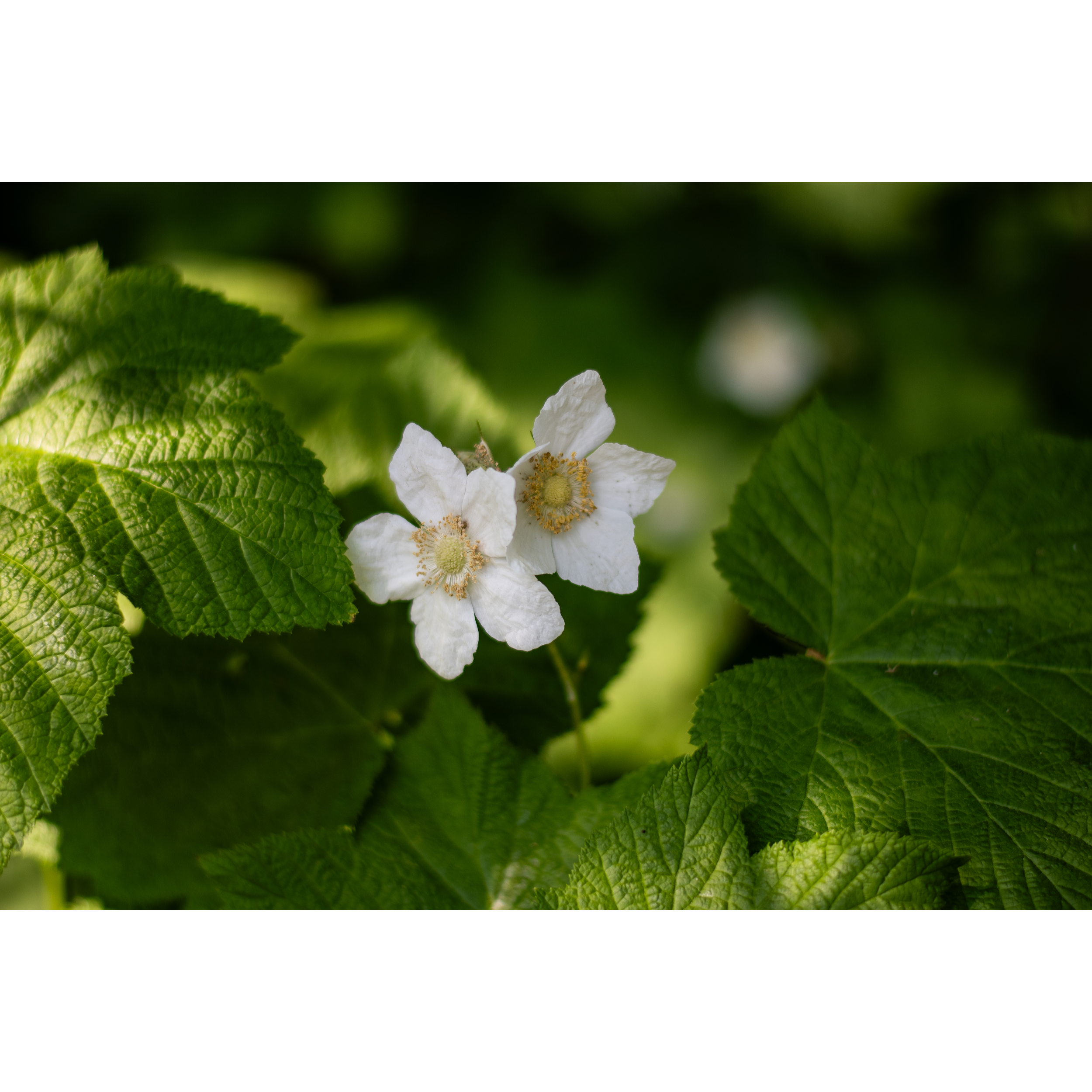 Thimbleberry Flowers